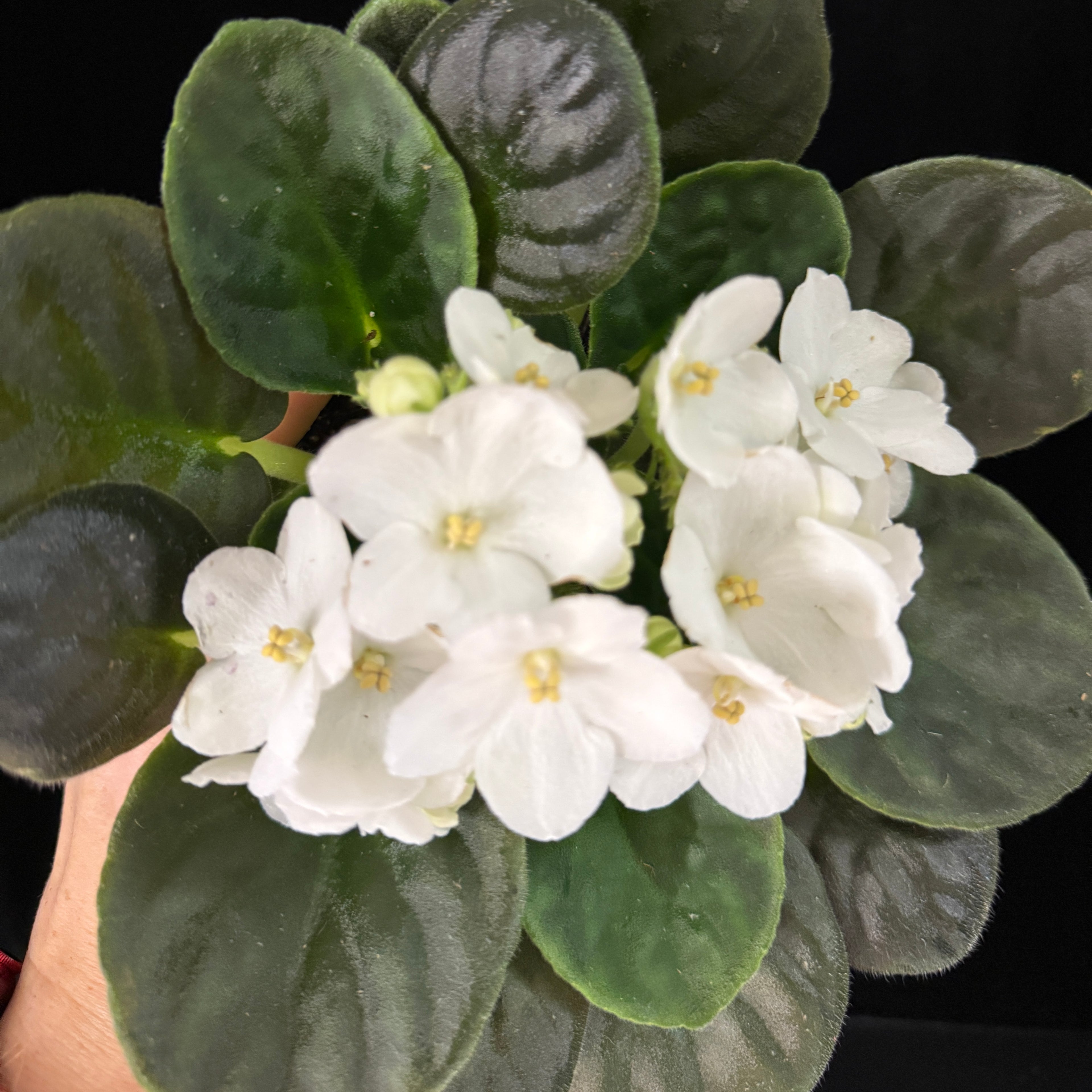 African Violet