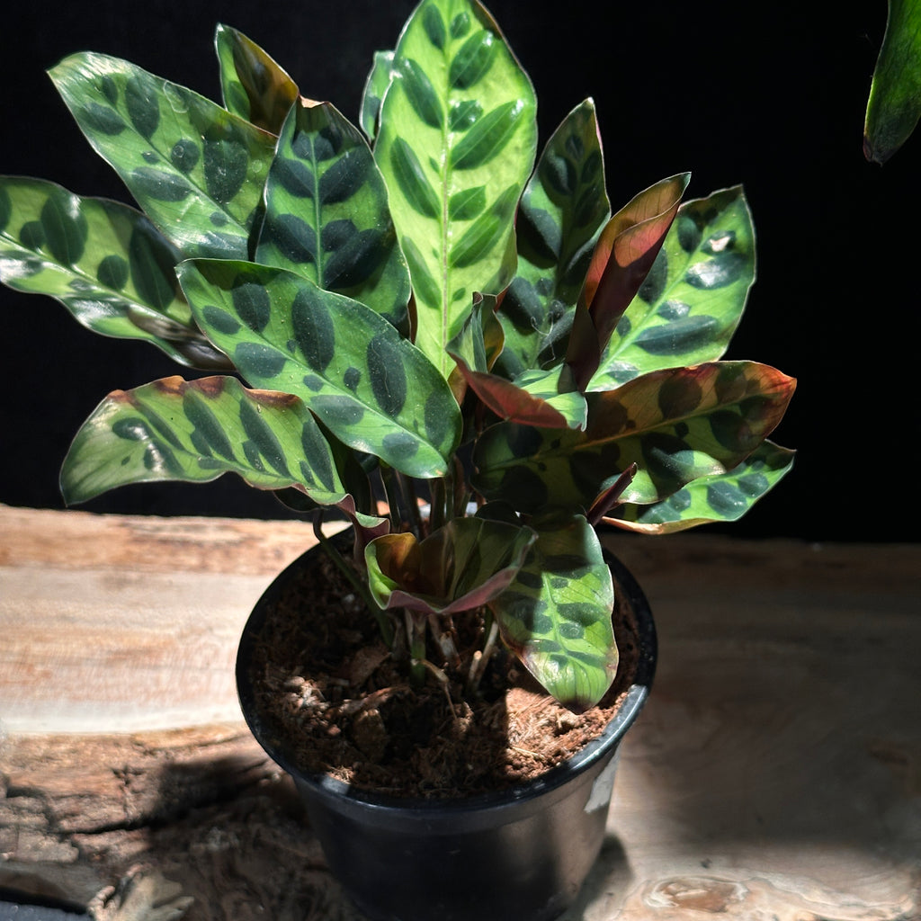 Calathea Rattlesnake