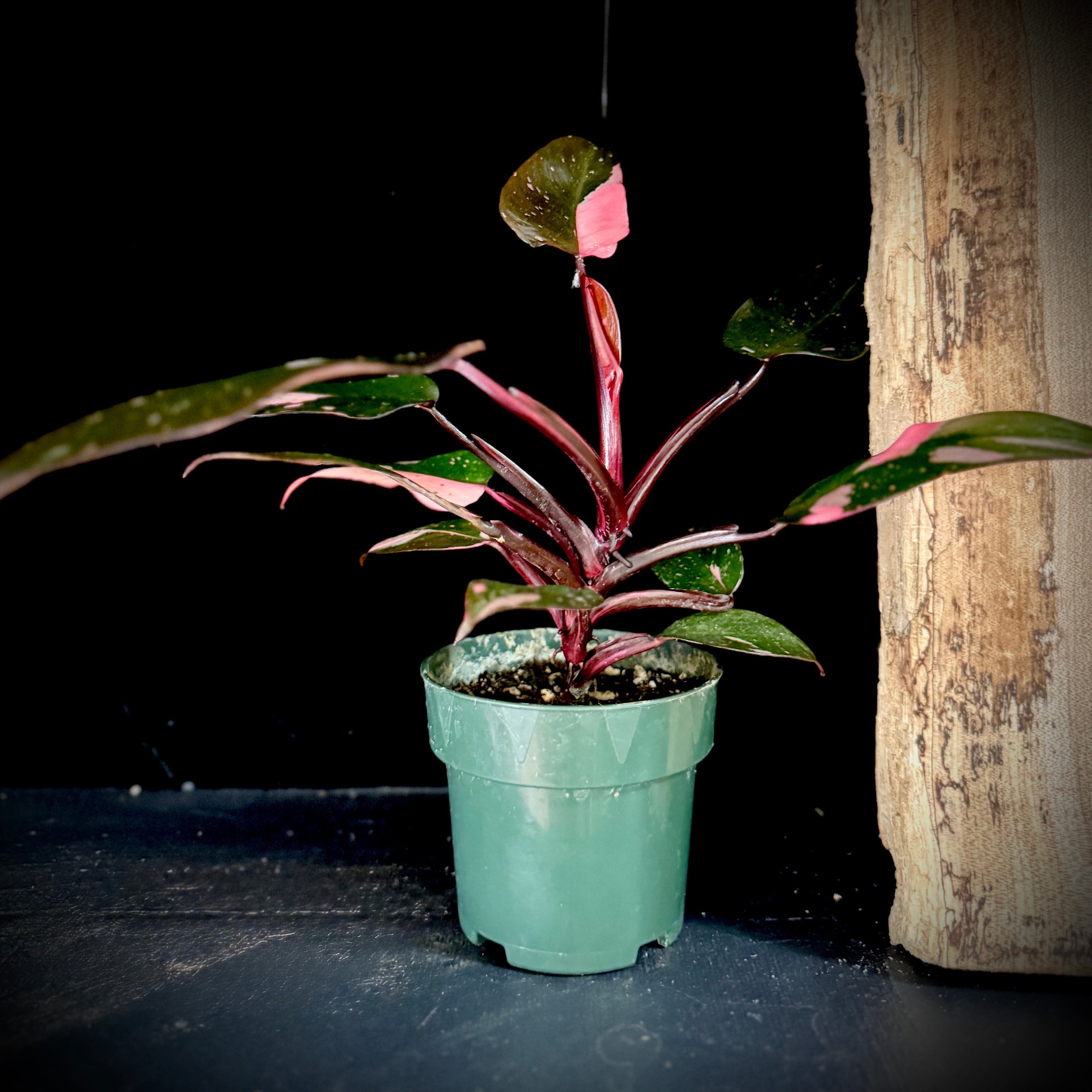 Philodendron Pink Princess 4” Pot