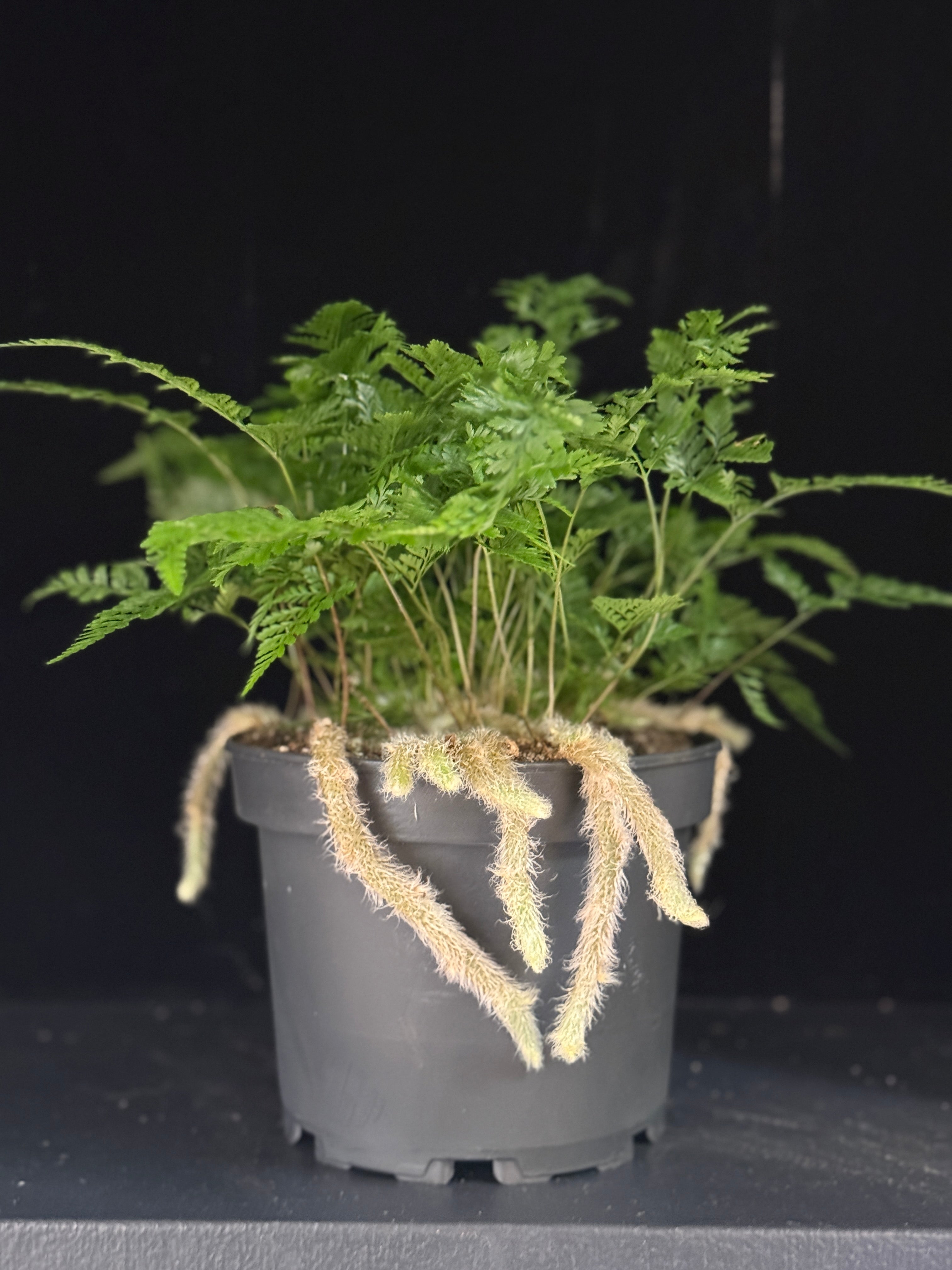 Davallia fejeensis-upright ‘Rabbit’s Foot Fern’