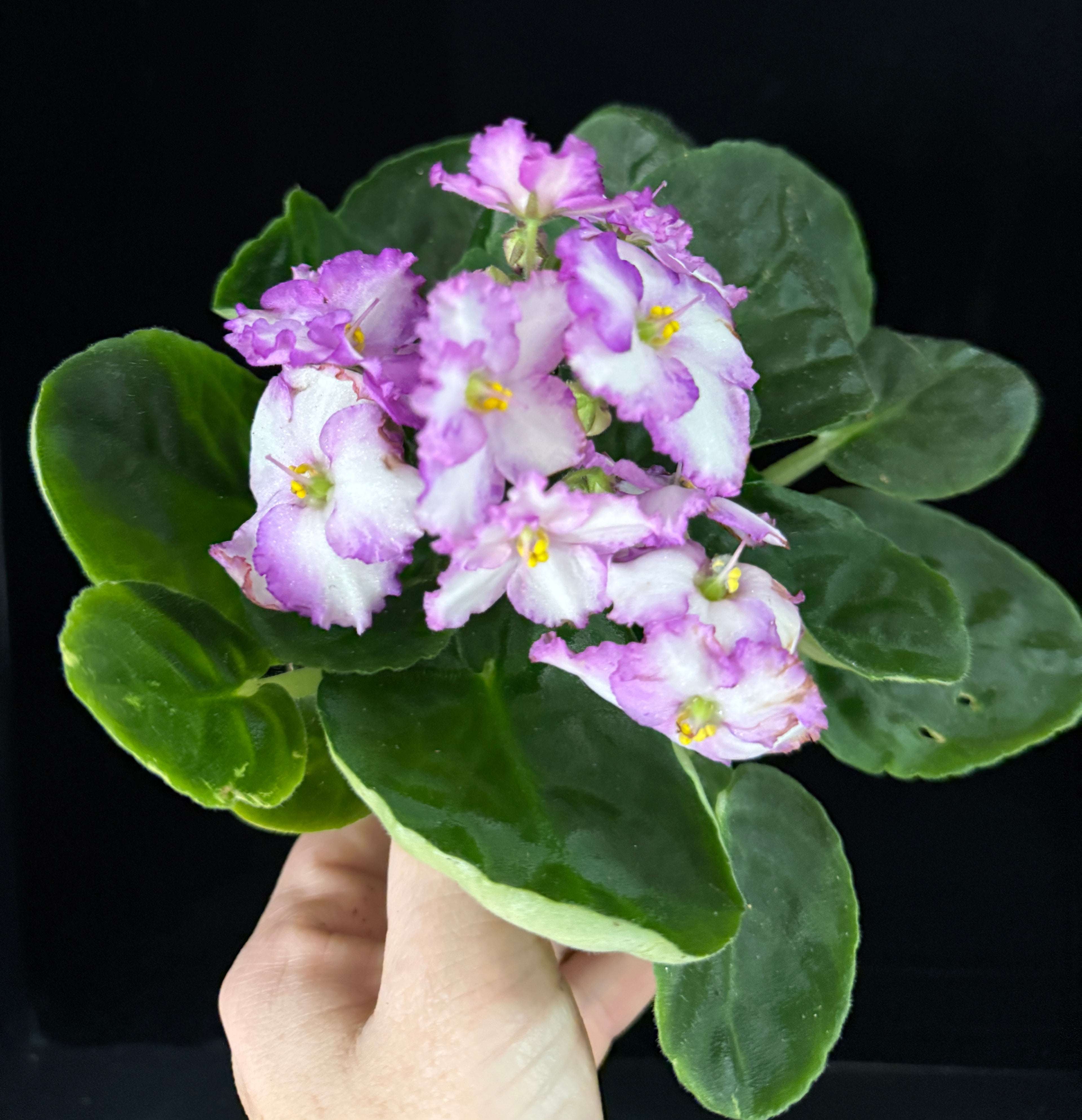 African Violet
