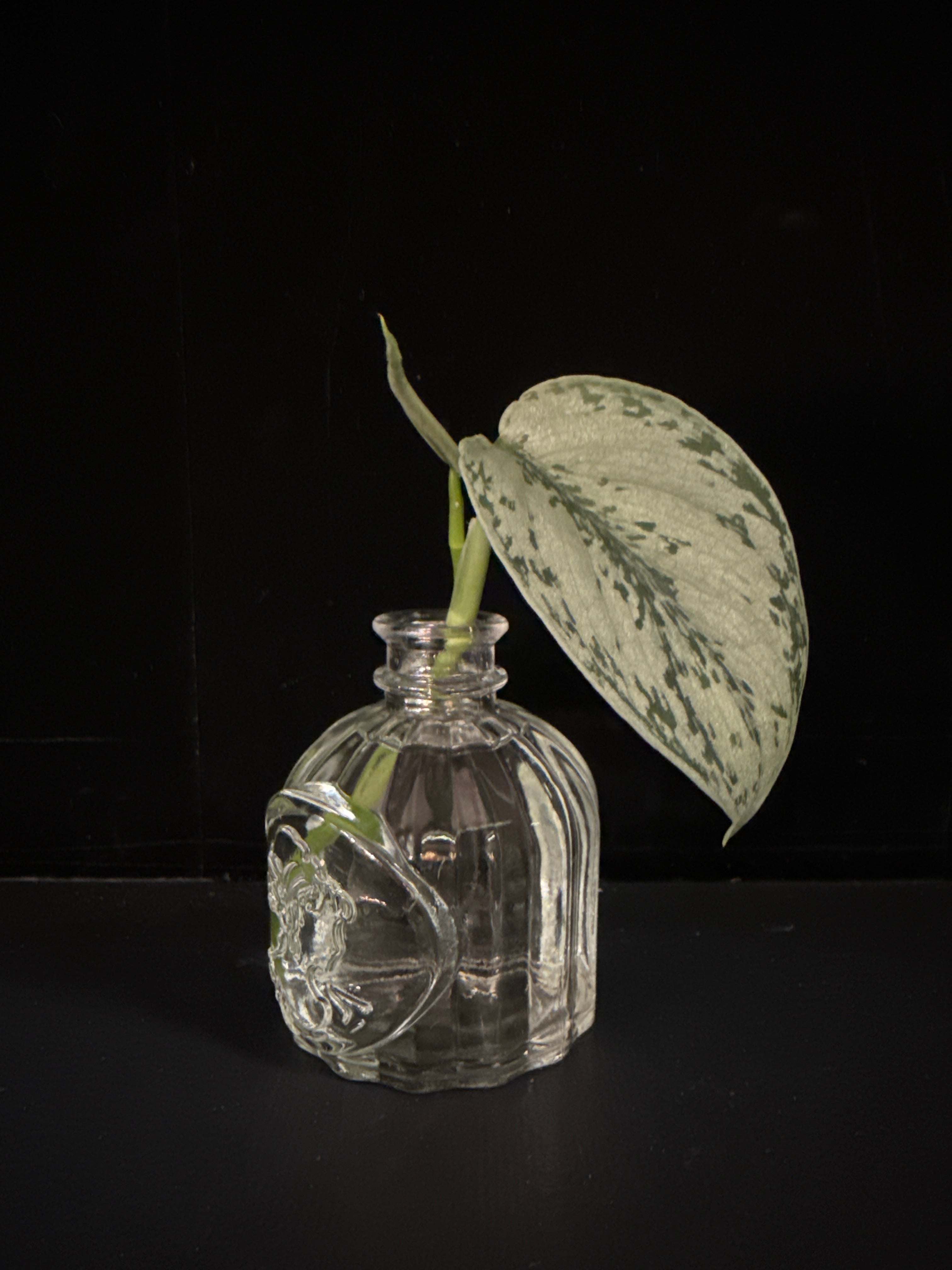 Scindapsus Silver Sierra