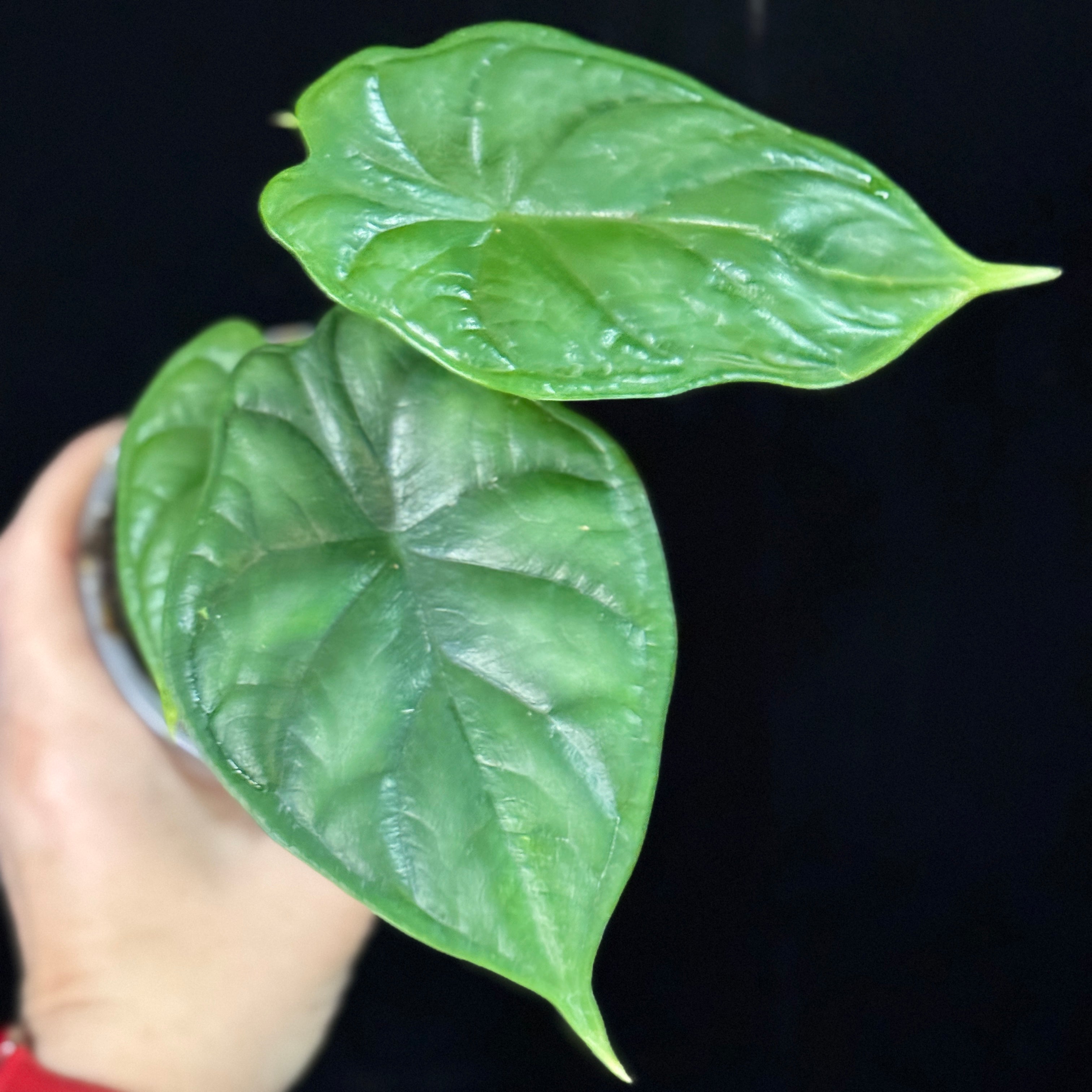 Alocasia ‘Dragon Scale’ 4” Pot