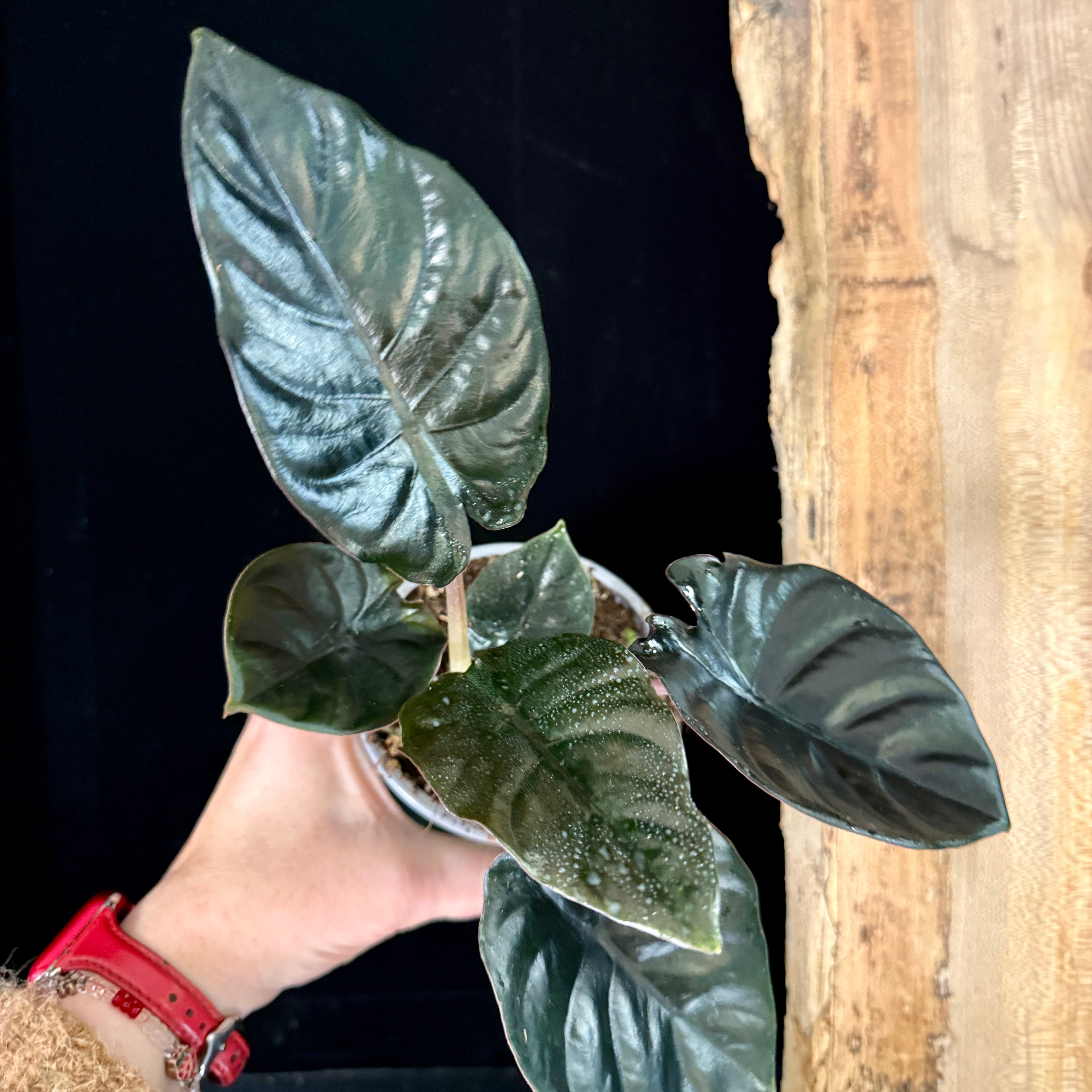 Alocasia ‘Black Magic’