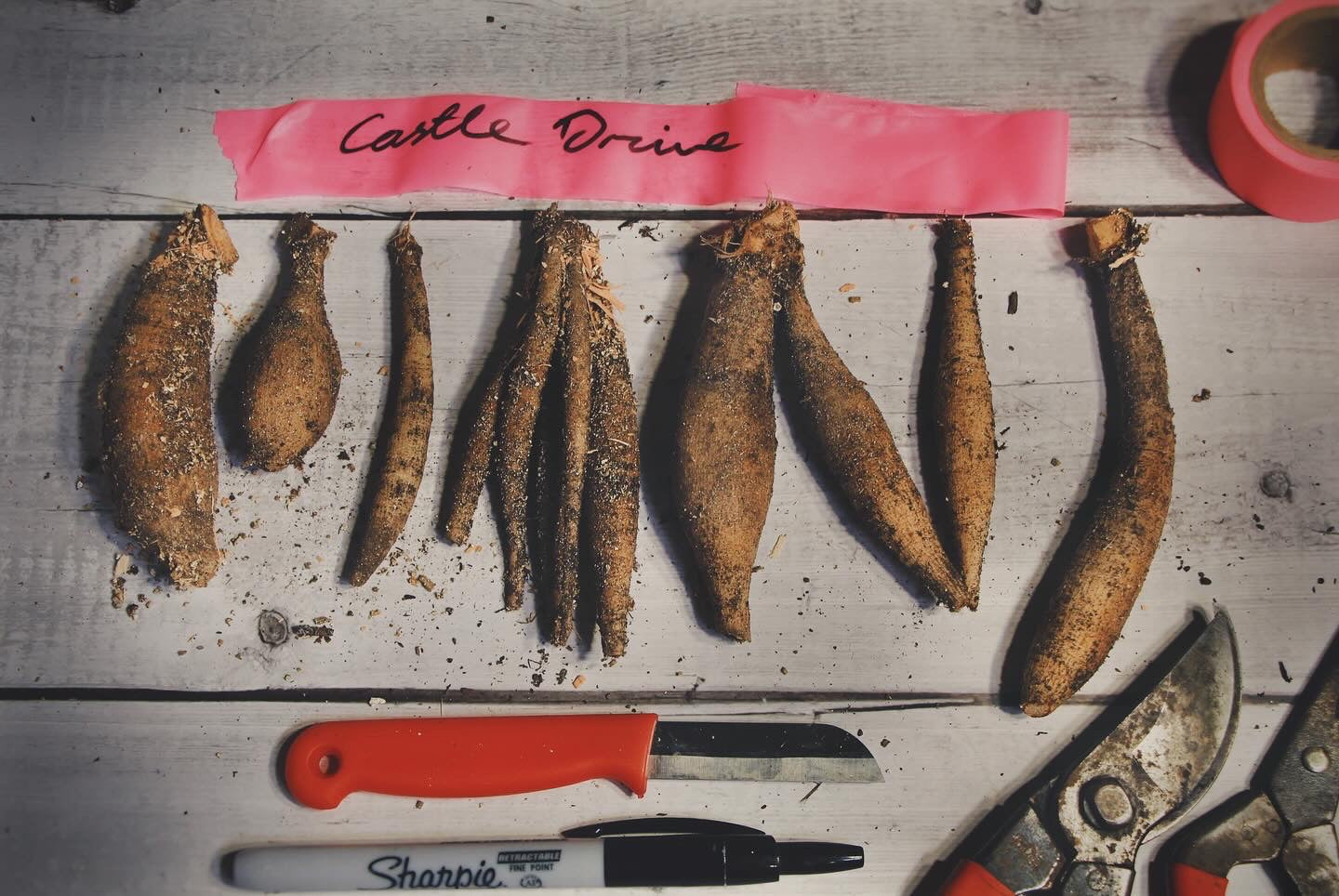 Dahlia Tuber Dividing Workshop