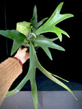 Platycerium Veitchii (Staghorn Fern)
