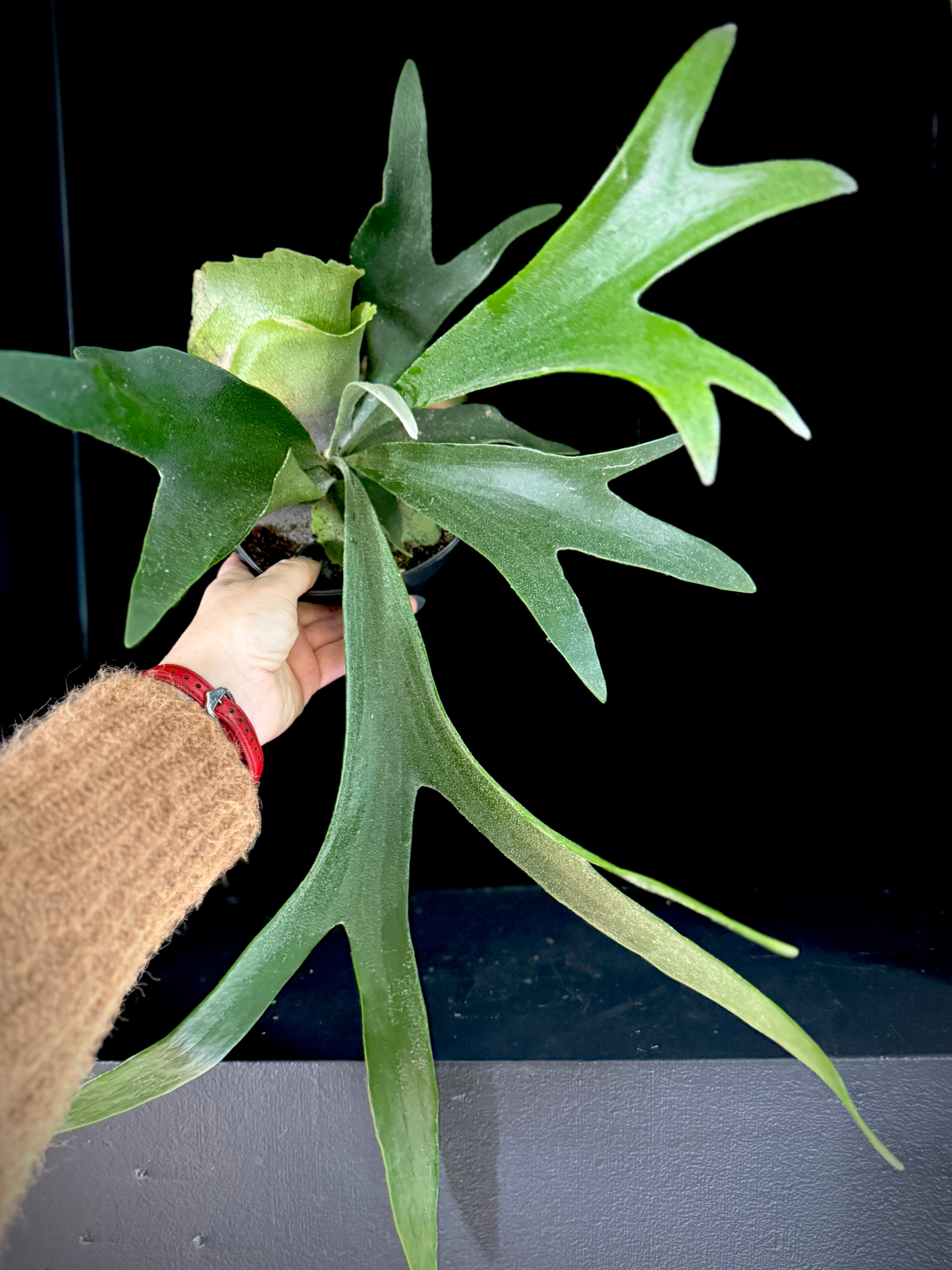 Platycerium Veitchii (Staghorn Fern)