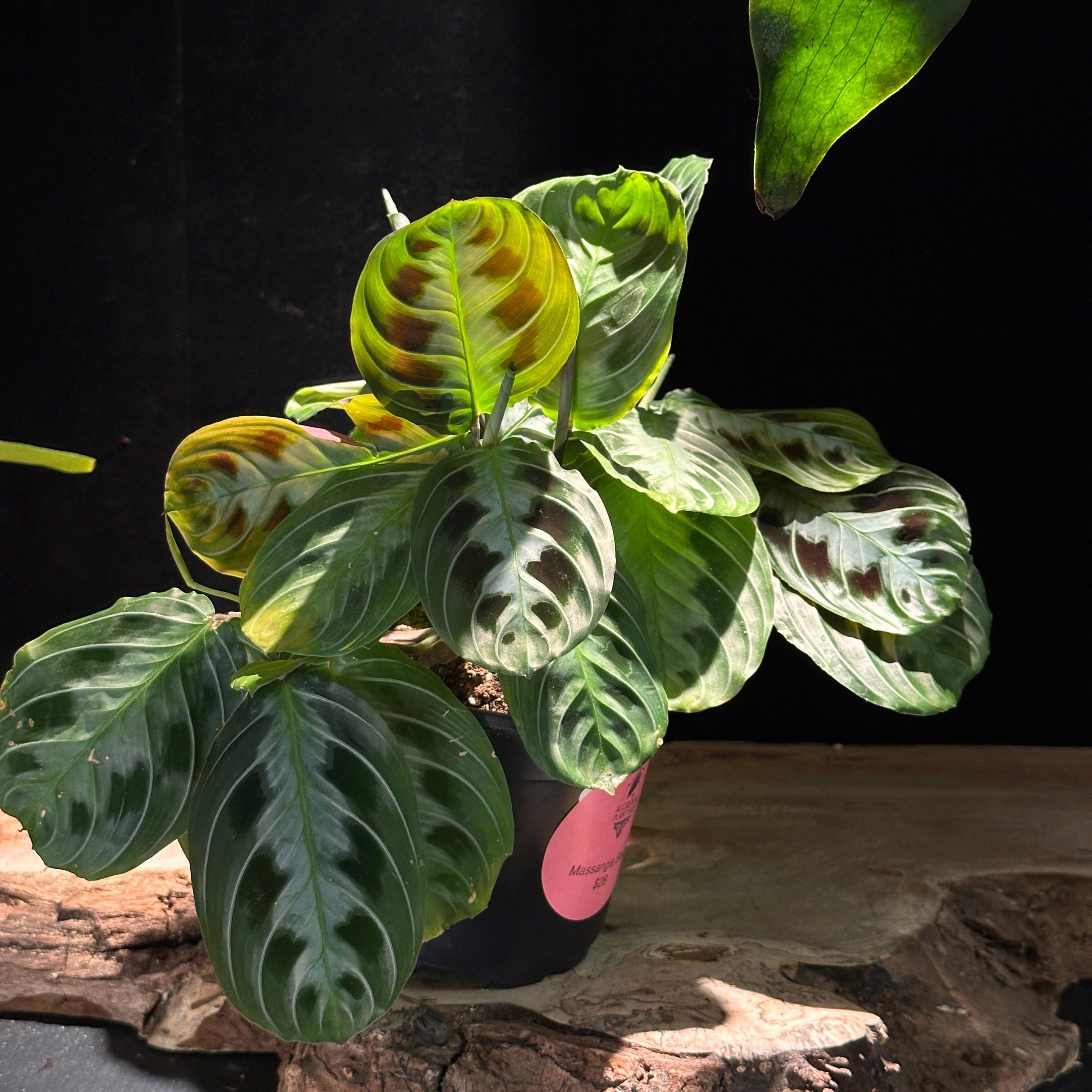 Maranta massangeana black (Prayer Plant)