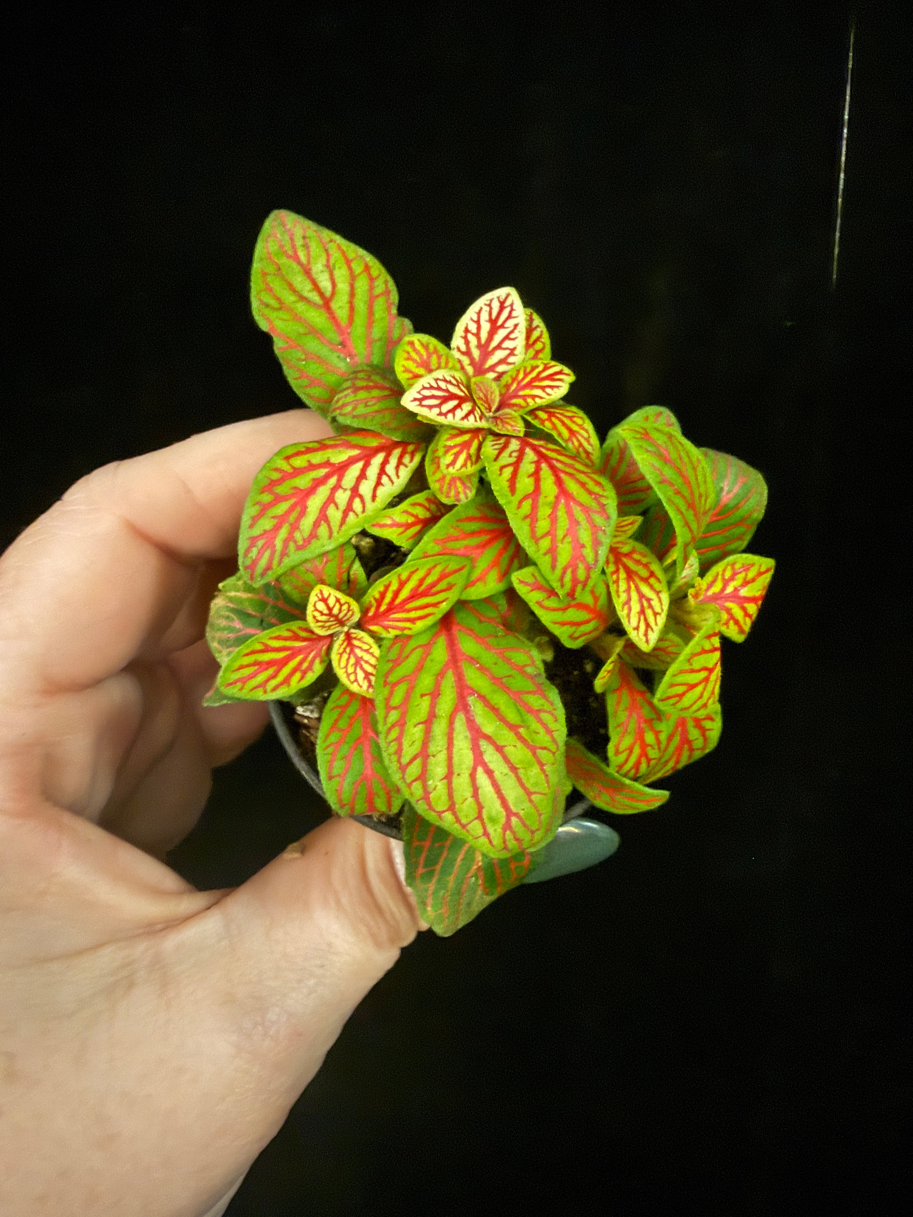Fittonia