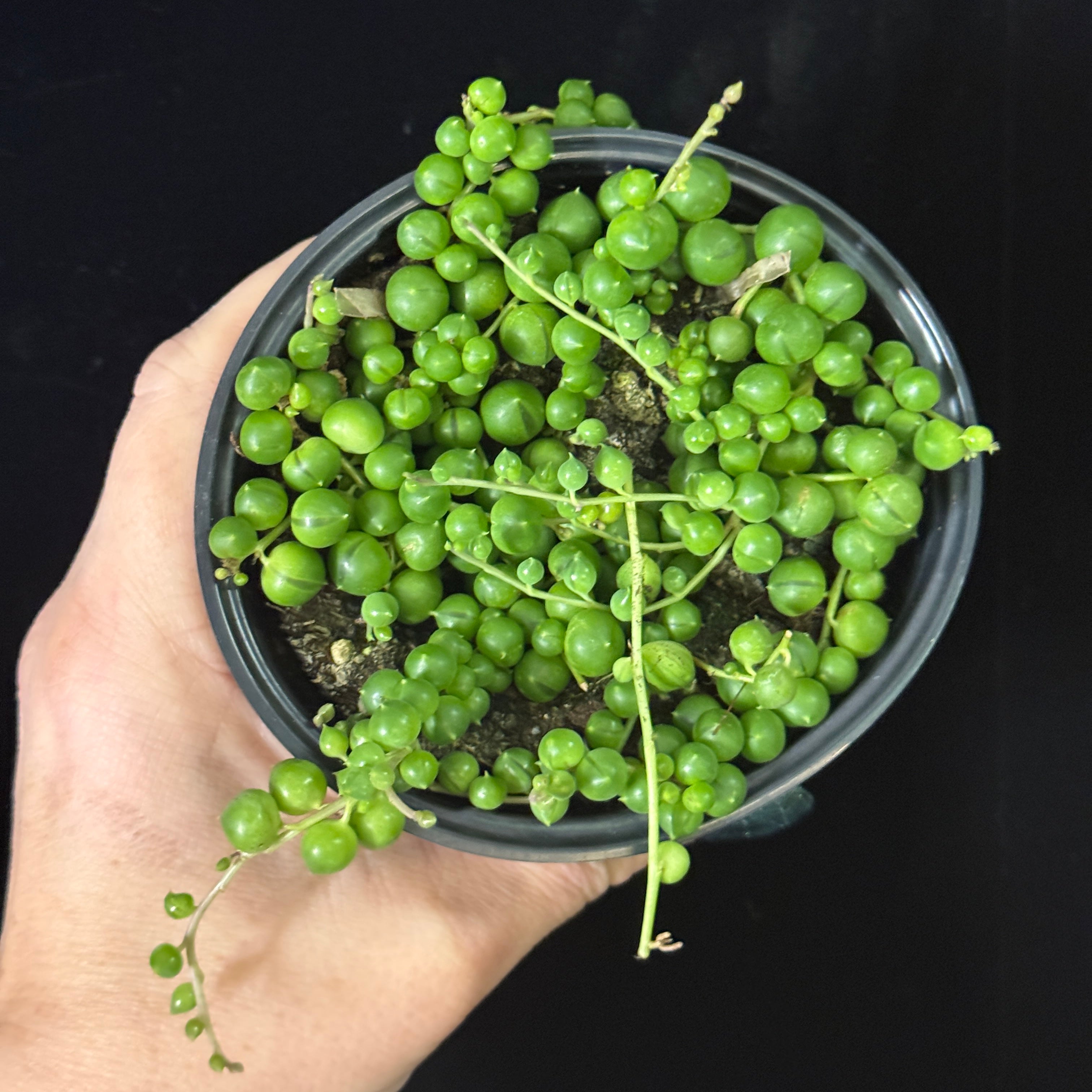 String of pearls