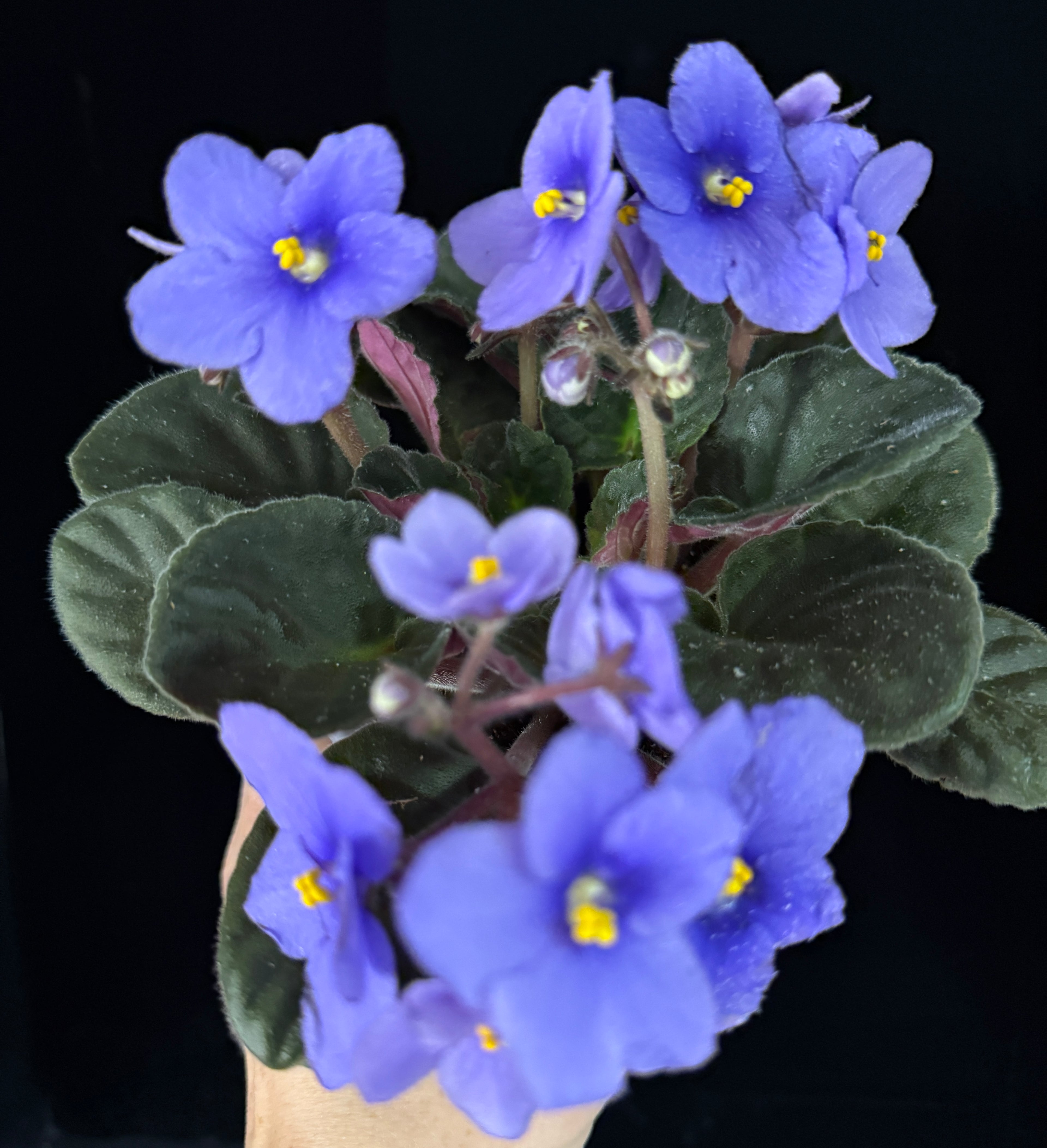 African Violet