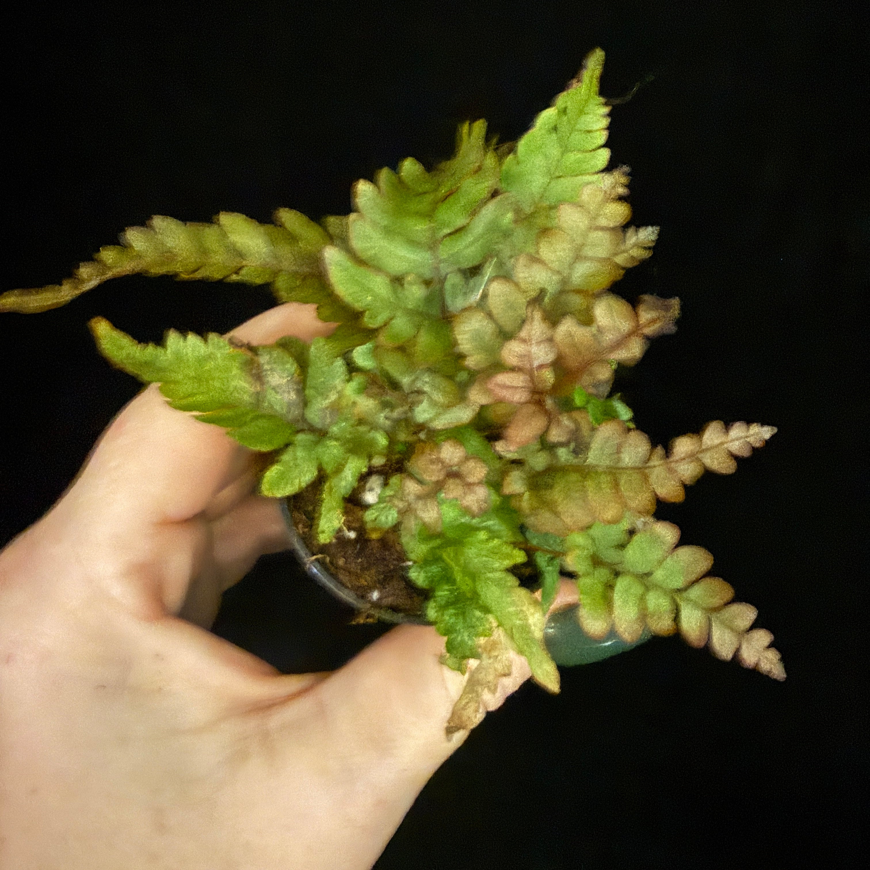 Dryopteris erythrosora ‘Autumn Fern’