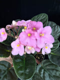 African Violet