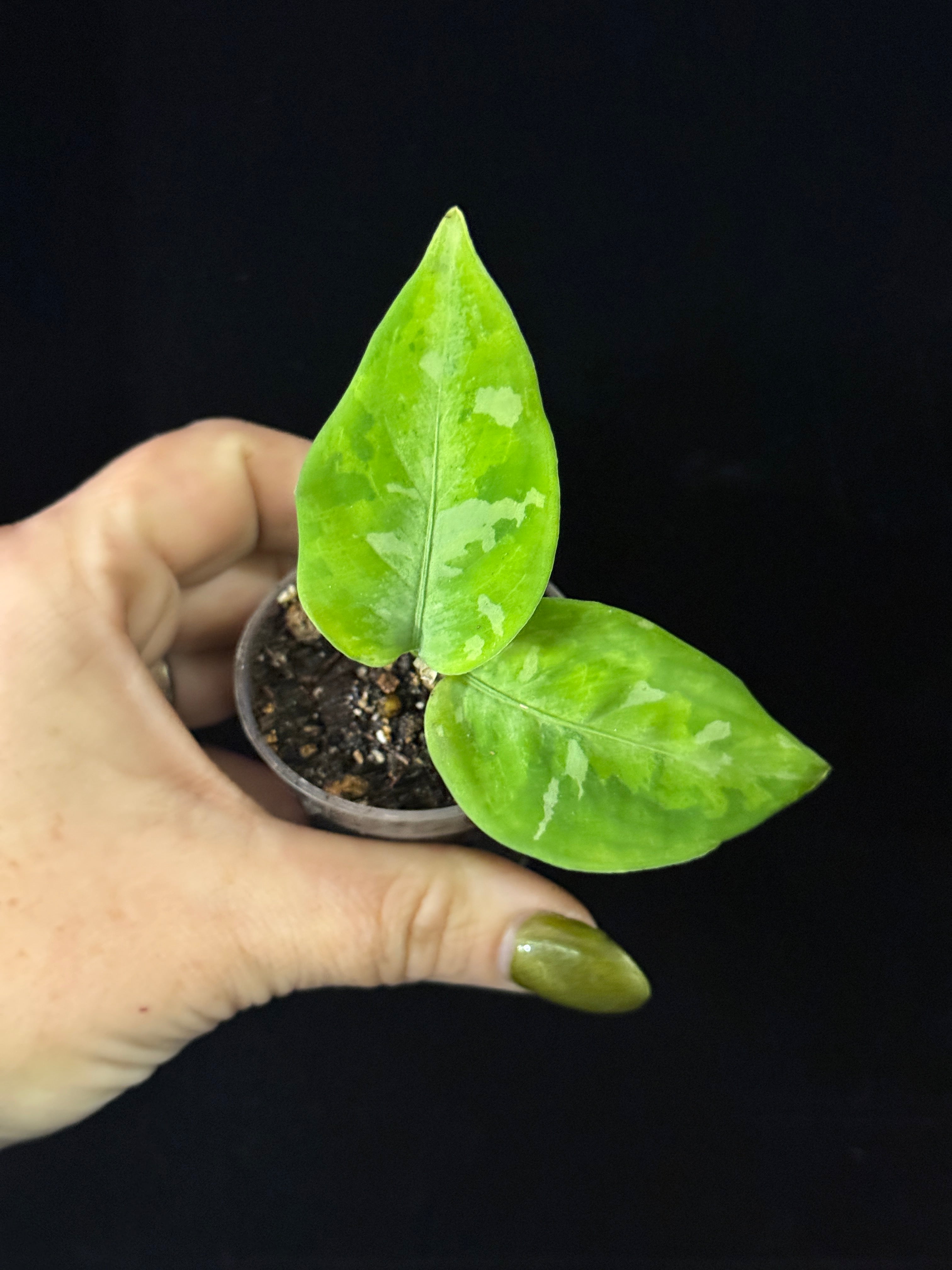 Aglaonema Pictum Tricolor Camouflage