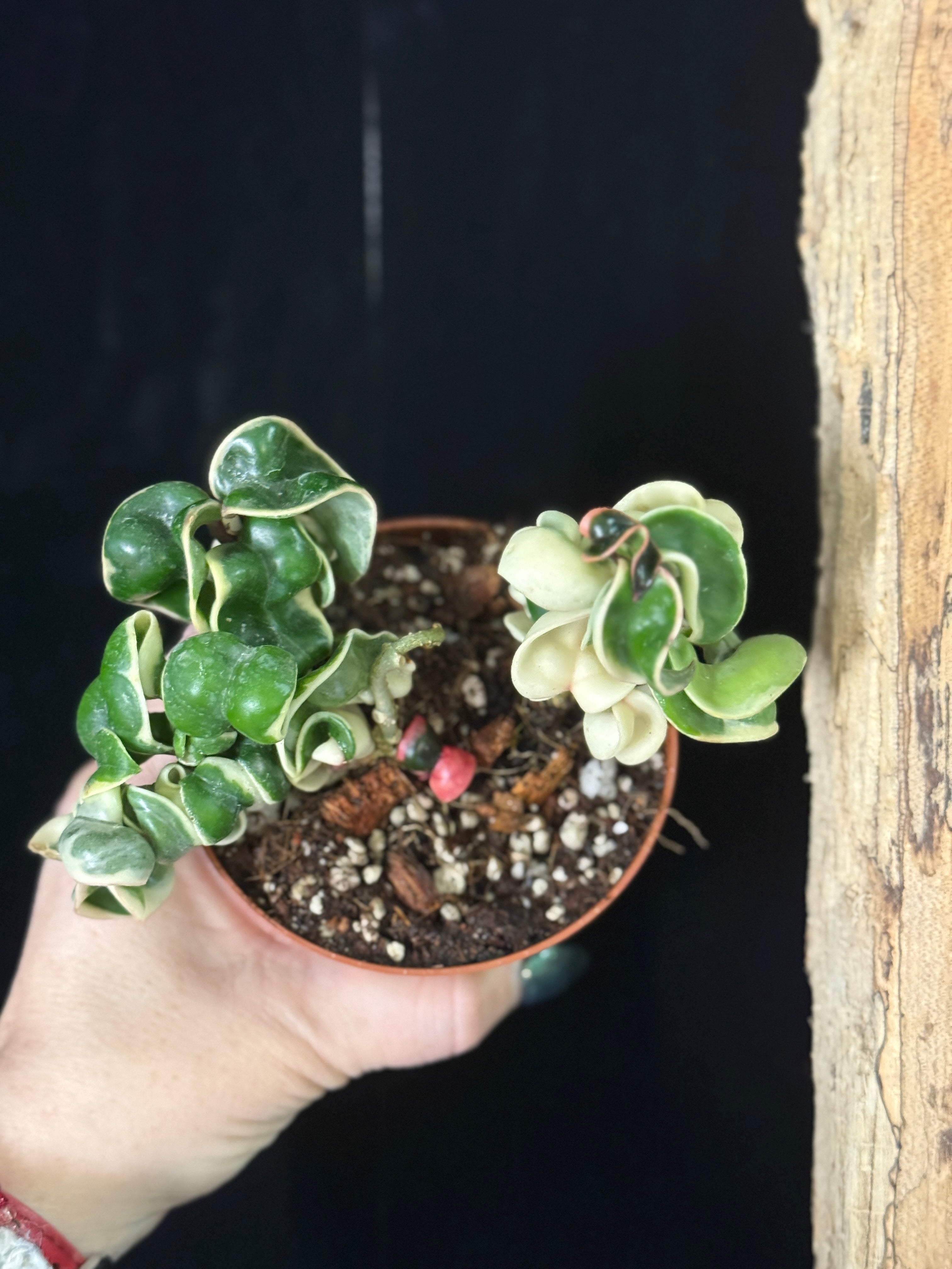 Hoya Carnosa compacta ‘Hindu Rope Variegata’