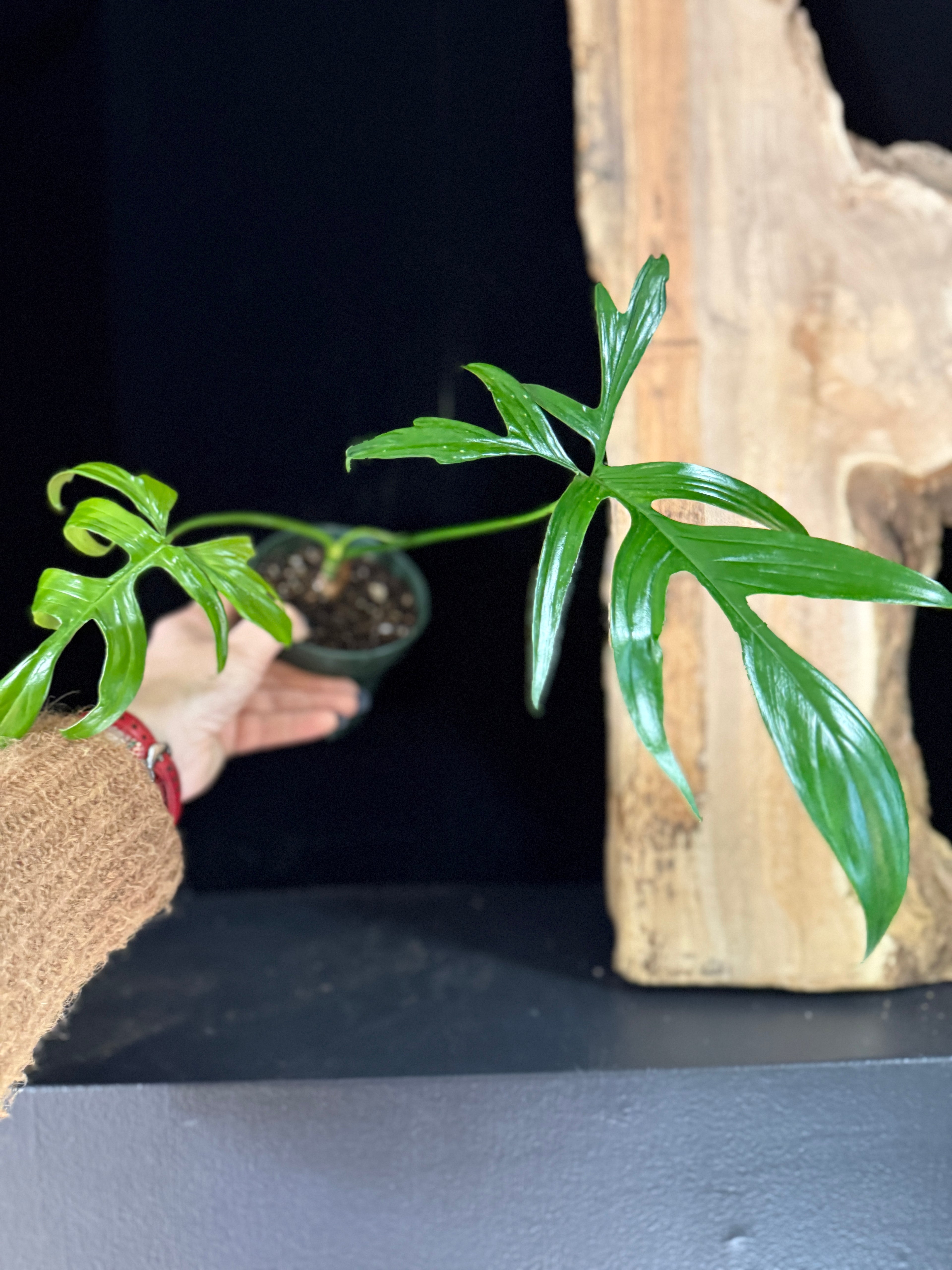 Philodendron quercifolium ‘Glad Hands’