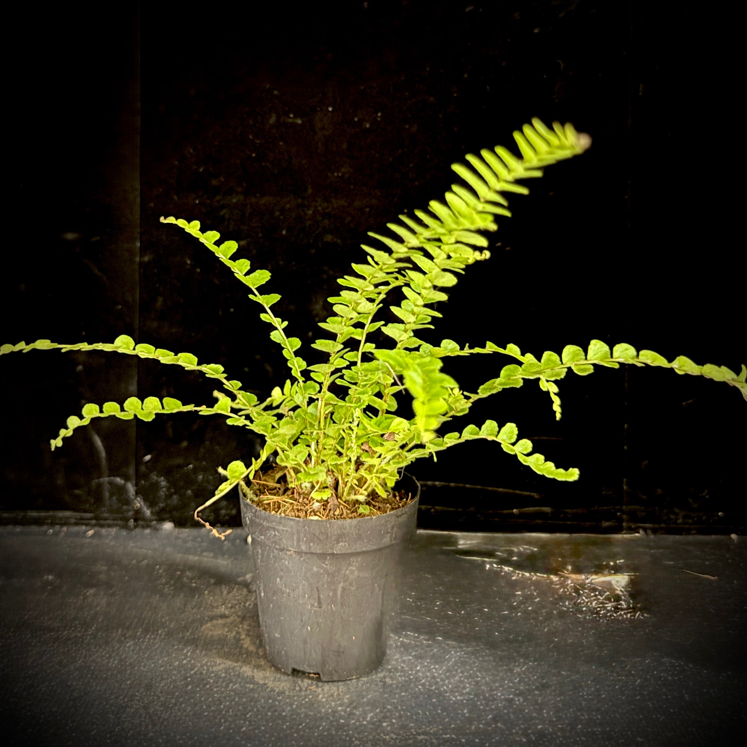 Nephrolepis cordifolia ‘Duffii’ Lemon Button Fern