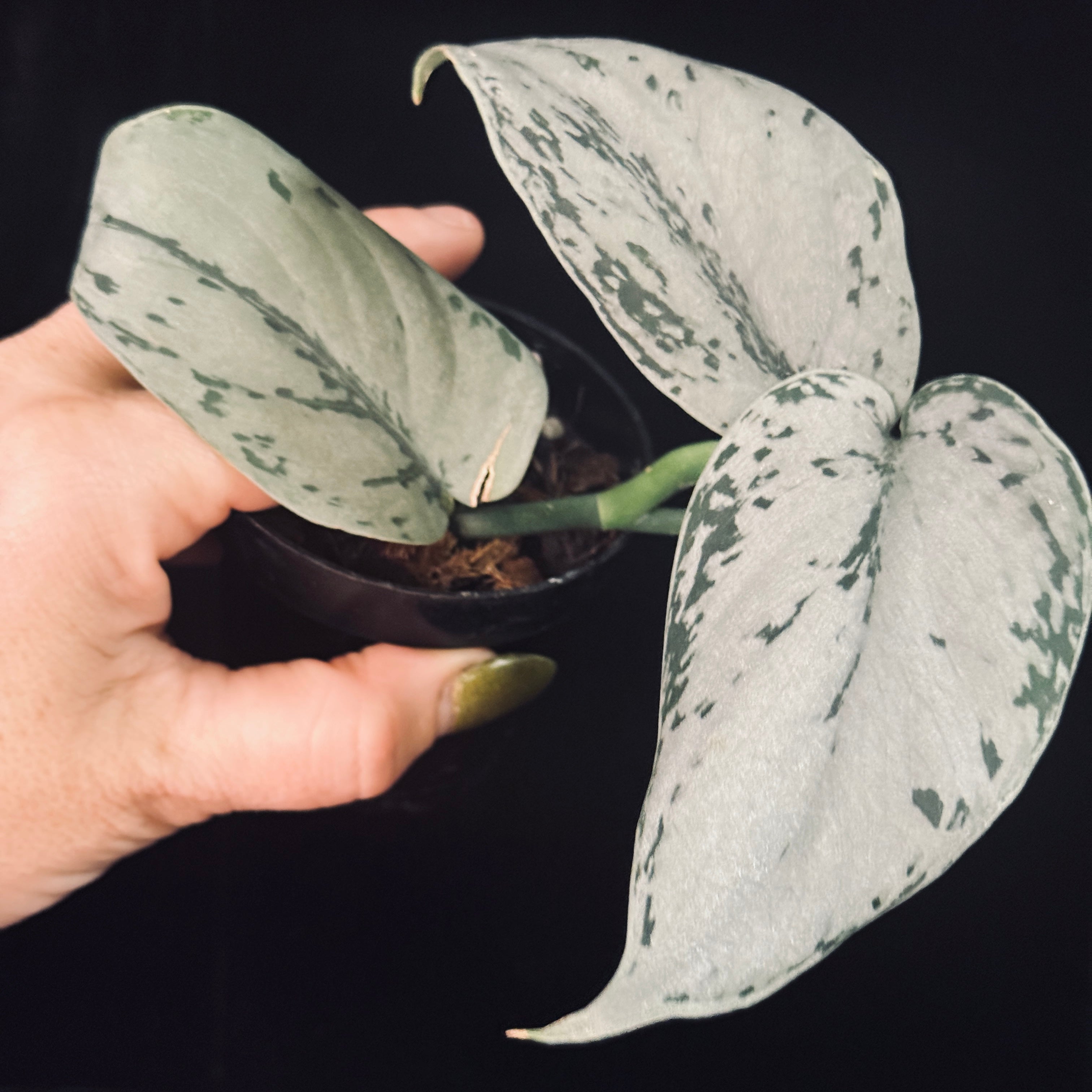 Scindapsus Silver Sierra