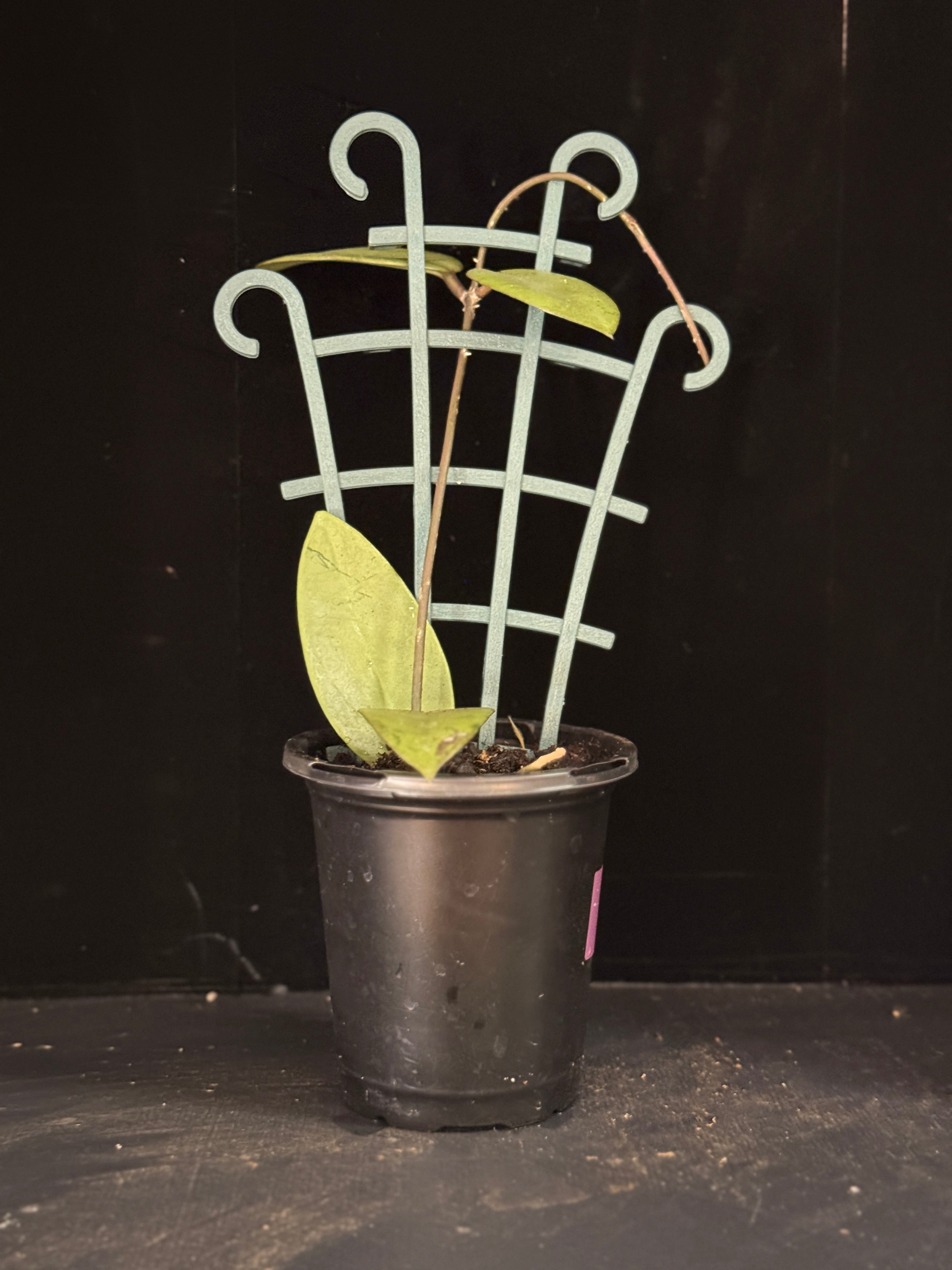 Hoya Carnosa ‘Silver Dollar