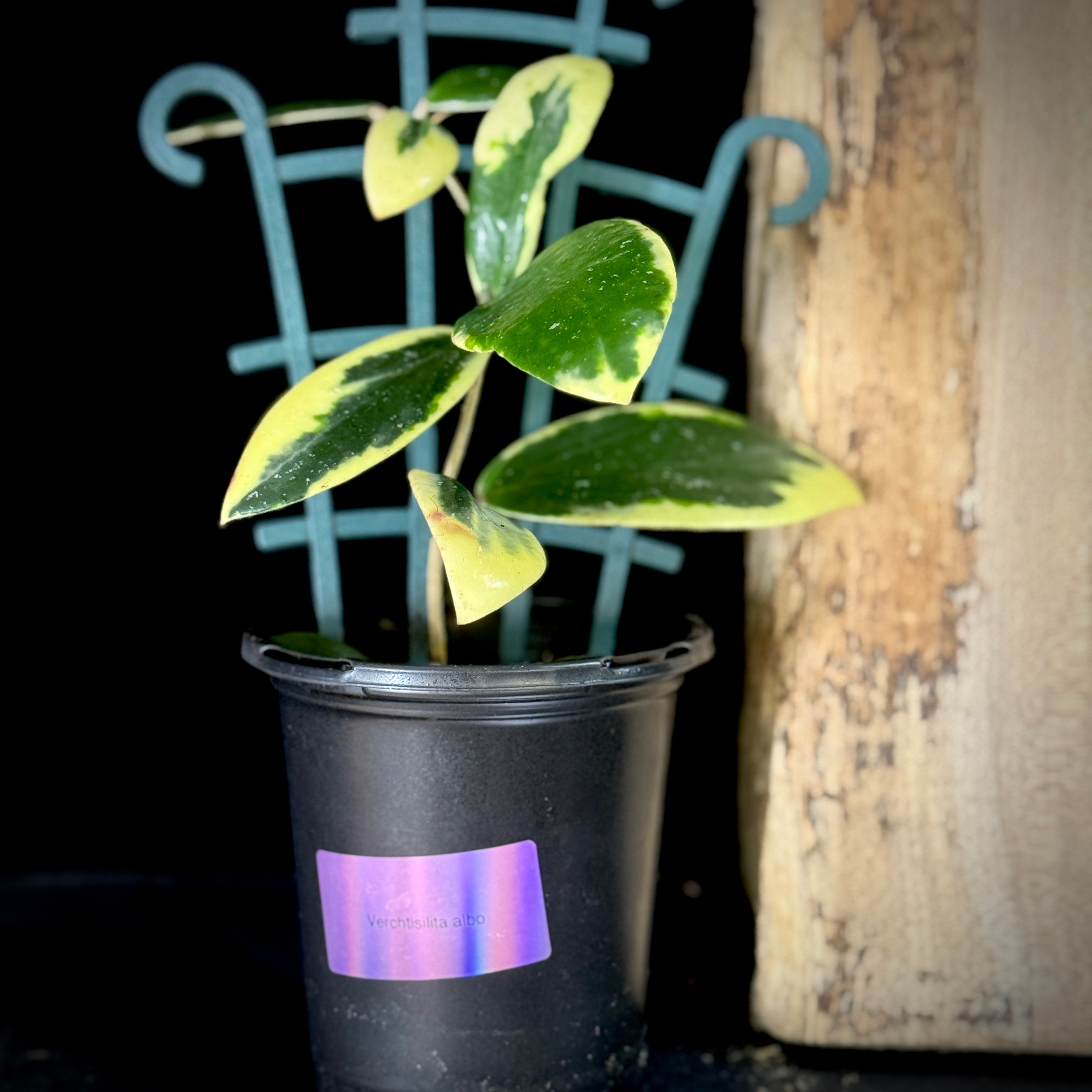 Hoya Verticillata Albomarginata