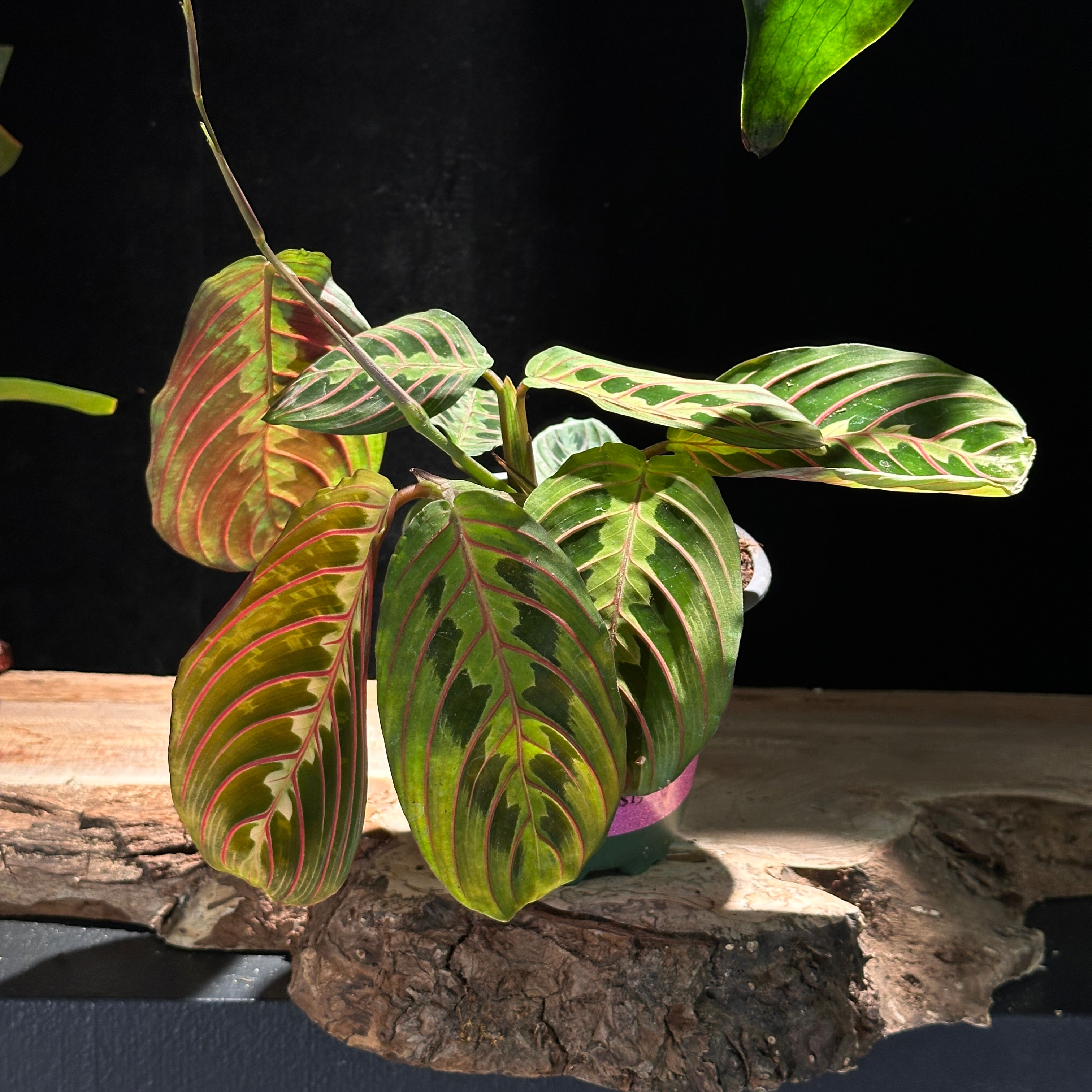 Maranta Red (Red Prayer Plant)