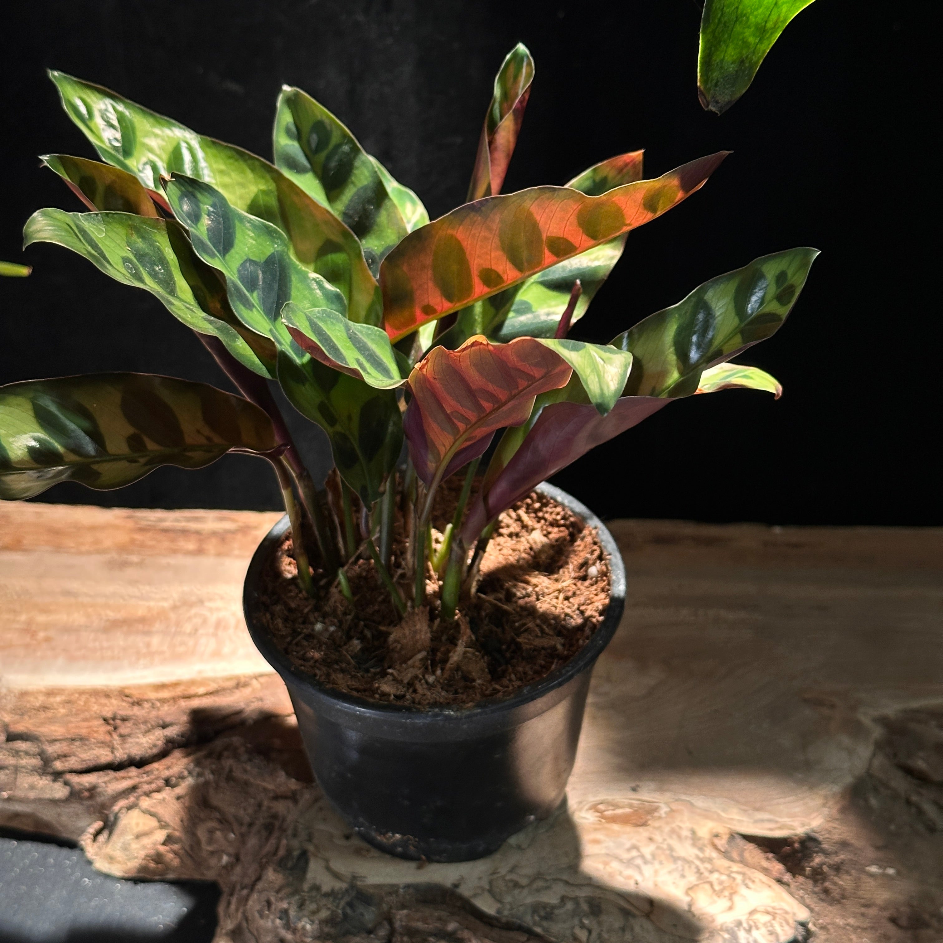 Calathea Rattlesnake
