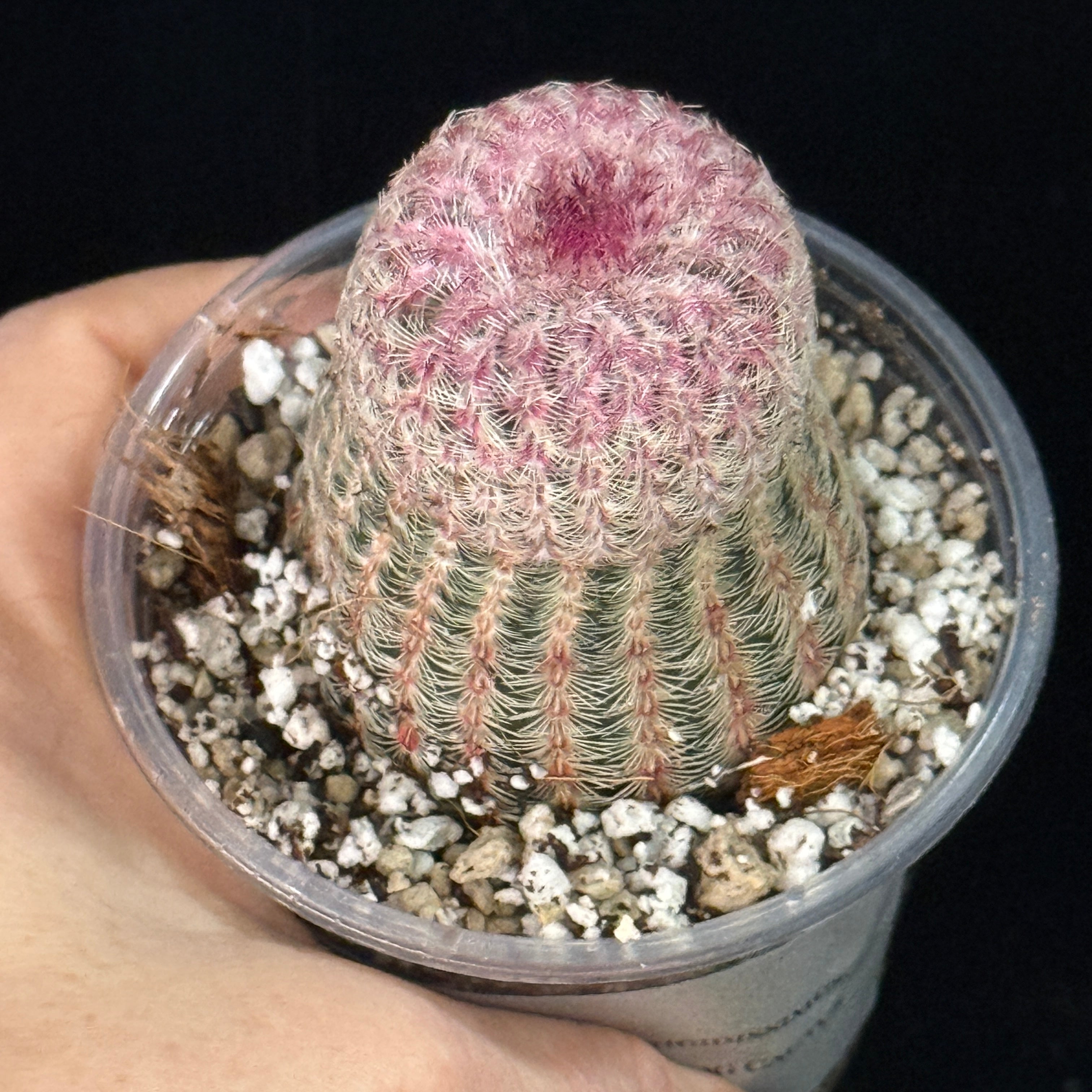 Echinocereus rigidissimus, aka Rainbow Hedgehog Cactus