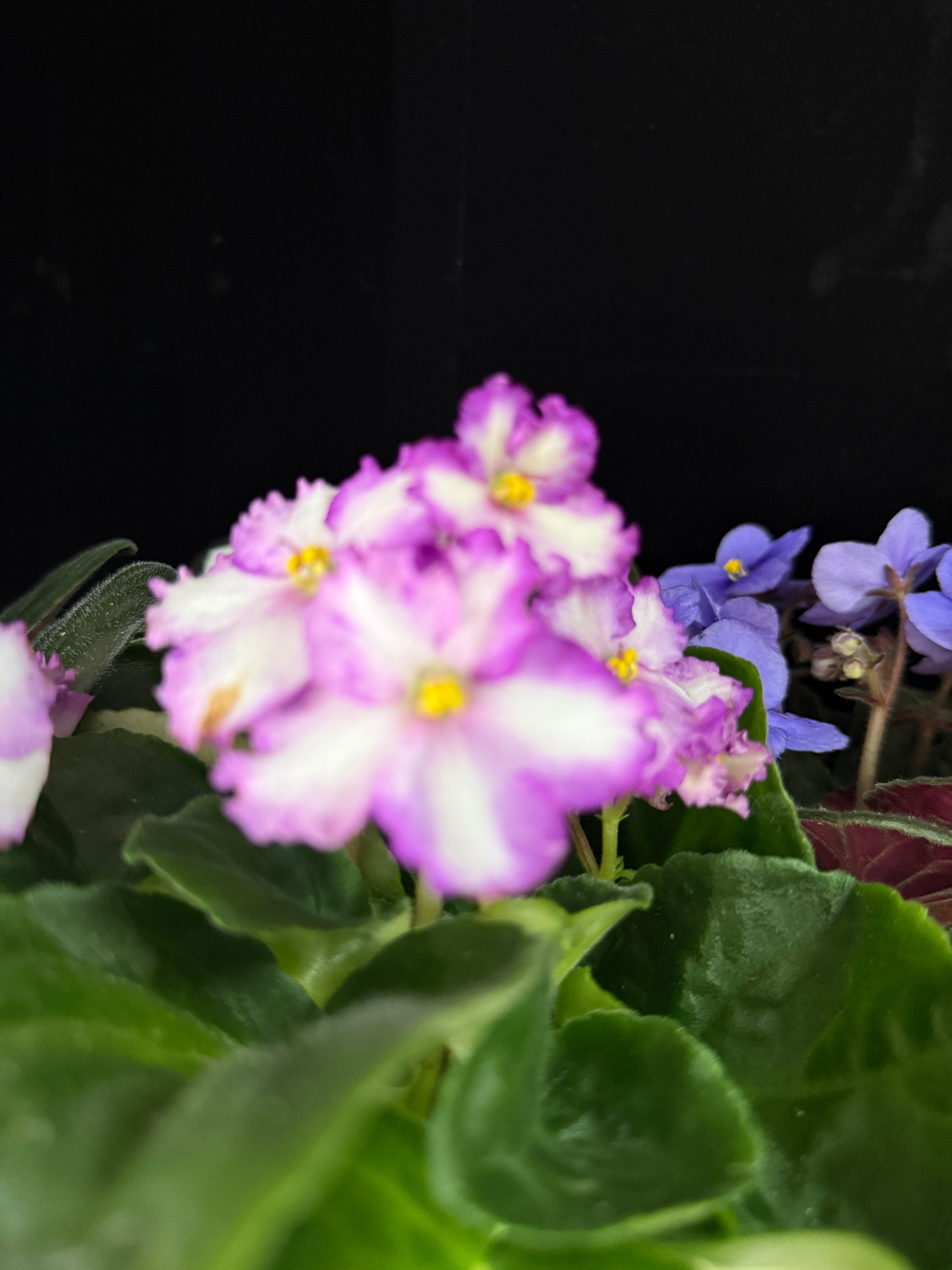 African Violet
