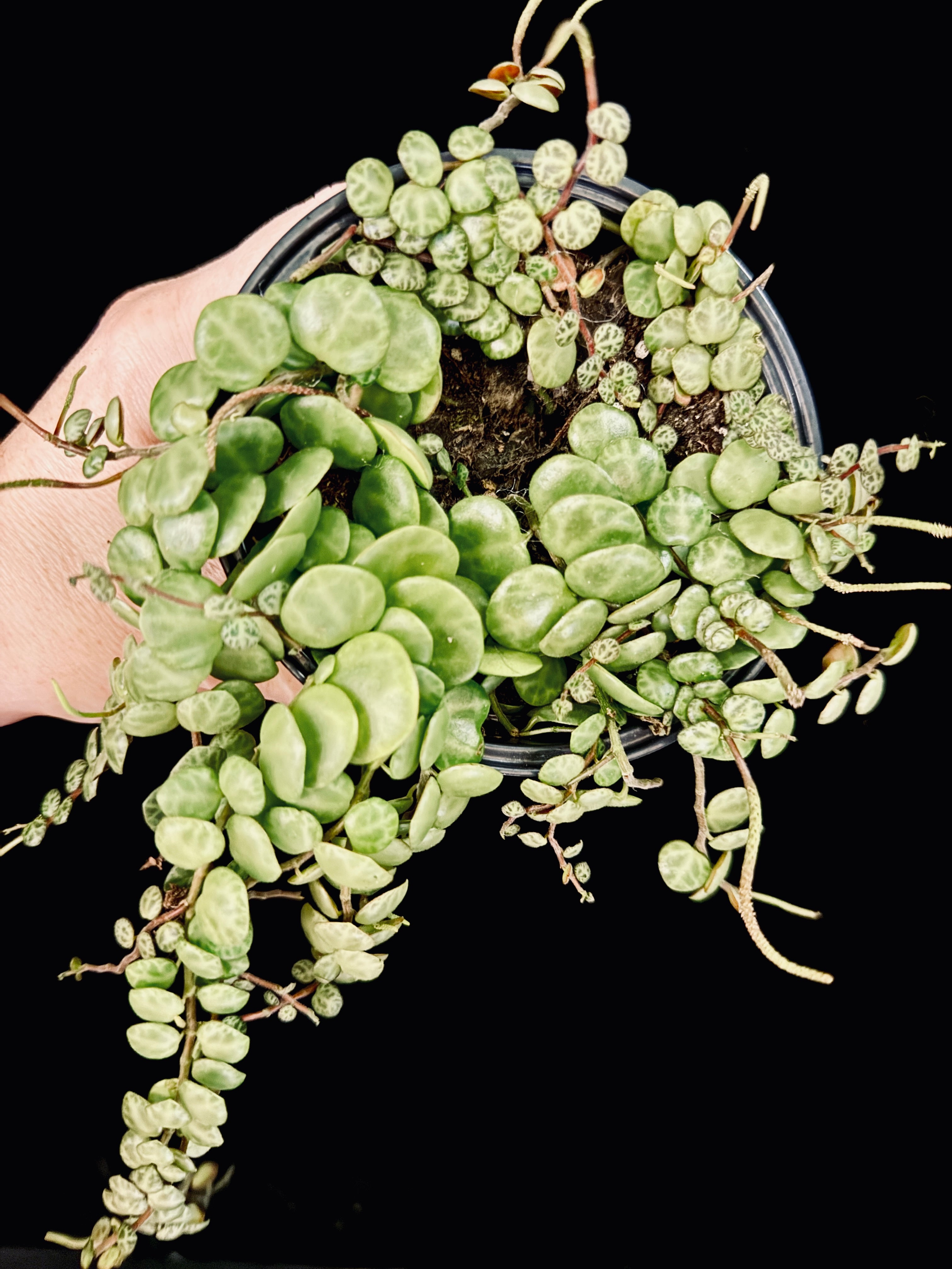 Peperomia prostrata ‘String of Turtles’