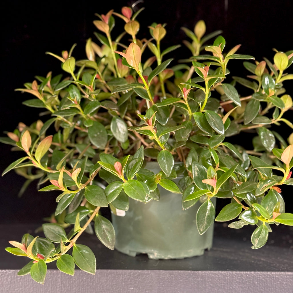 Nematanthus gregarius ‘Black Gold’