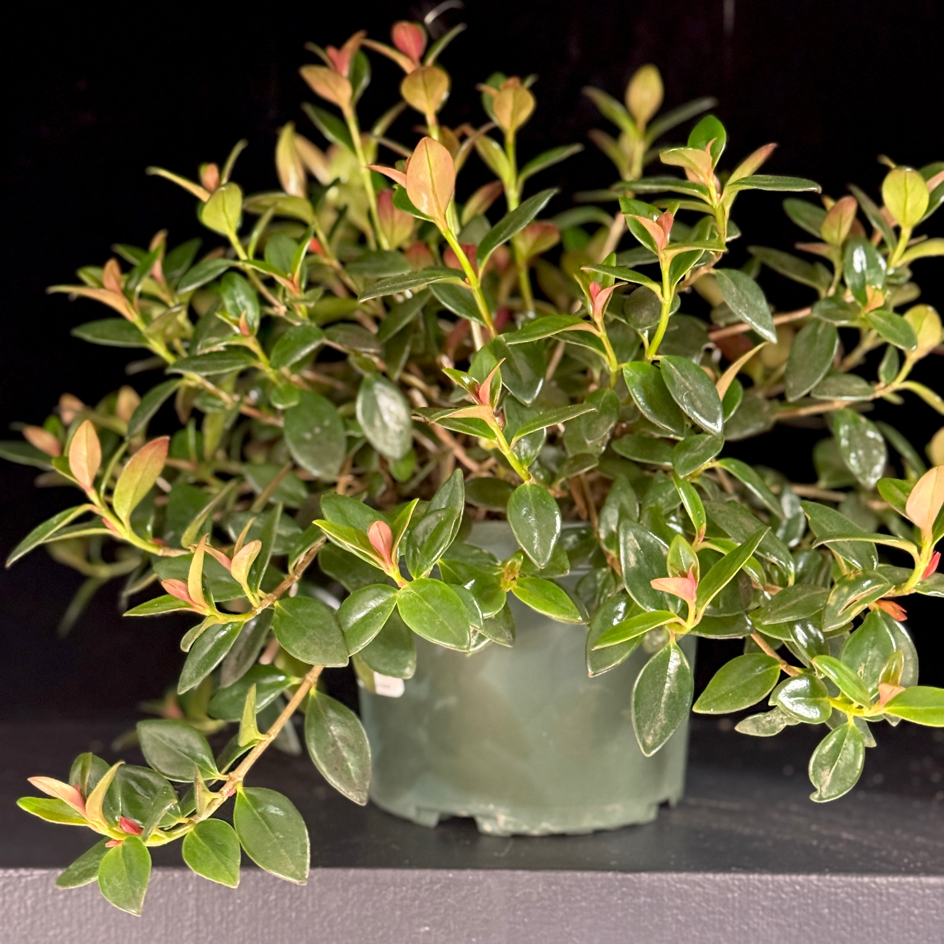 Nematanthus gregarius ‘Black Gold’