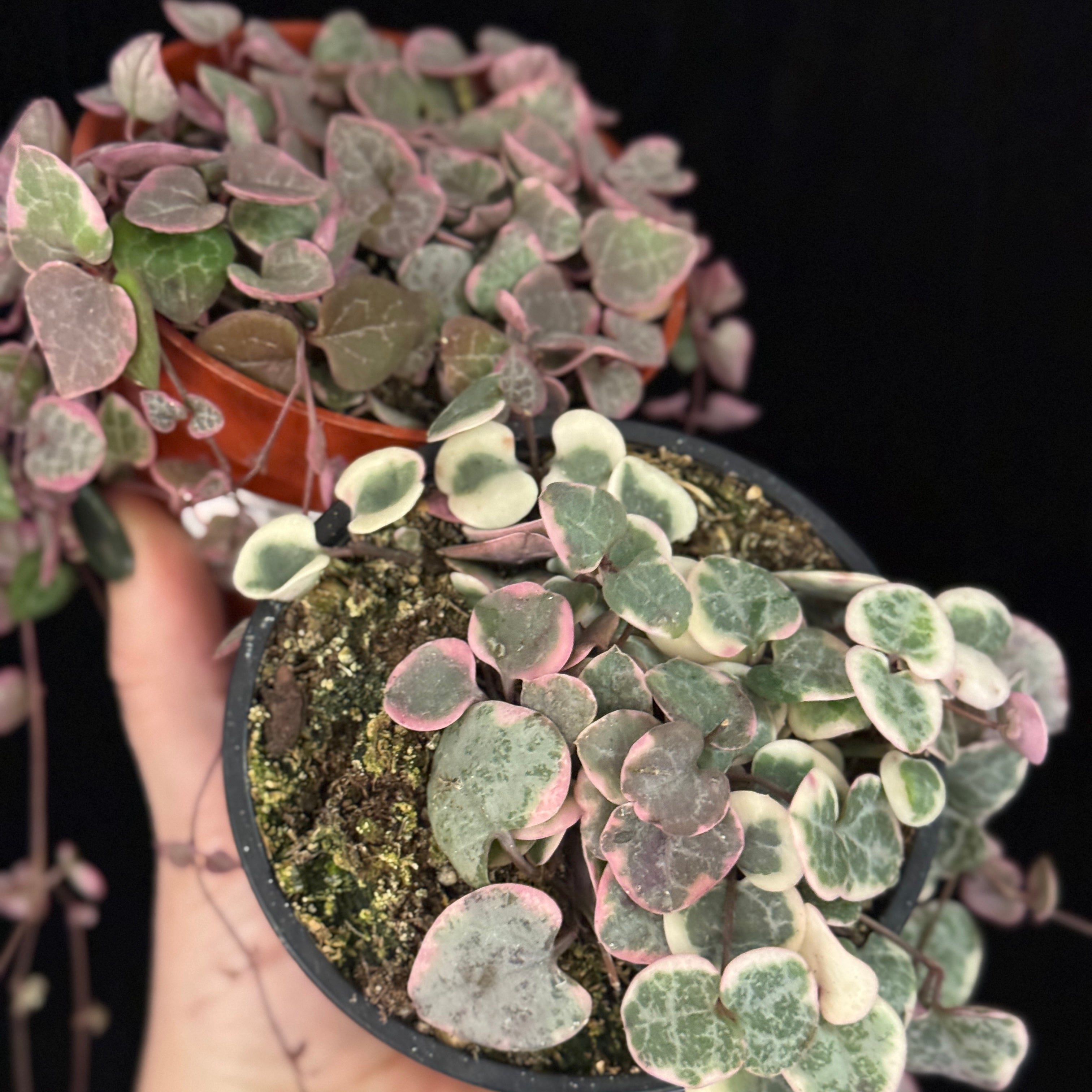 Ceropegia woodii variegata (variegated String of Hearts)