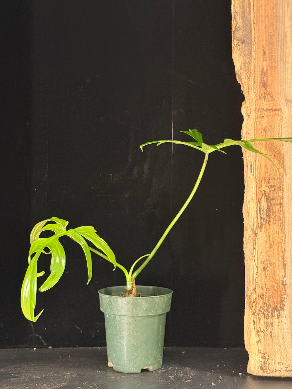 Philodendron quercifolium ‘Glad Hands’