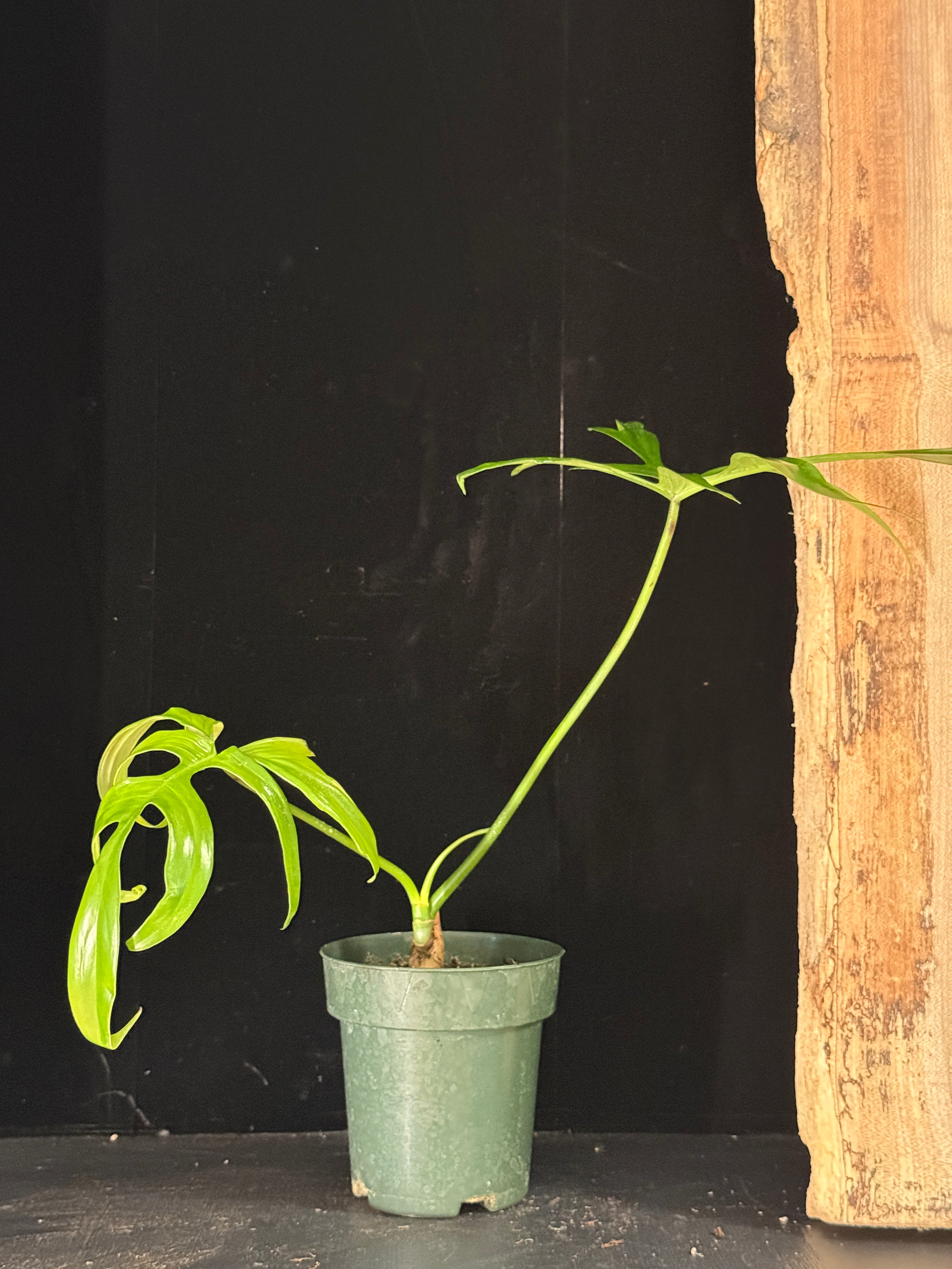 Philodendron quercifolium ‘Glad Hands’