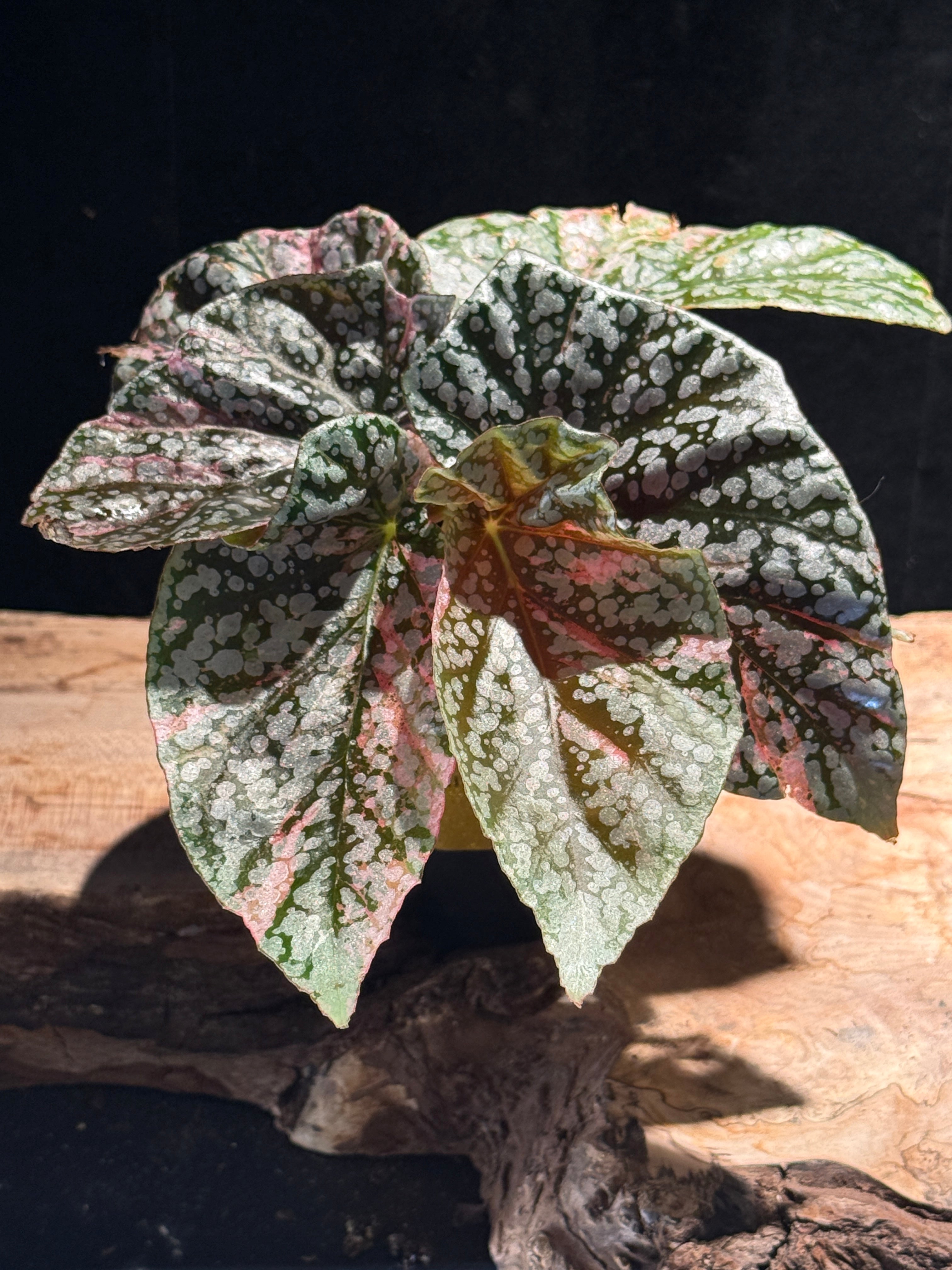 Begonia Variegated Snowcap – The Accidental Plant Shop