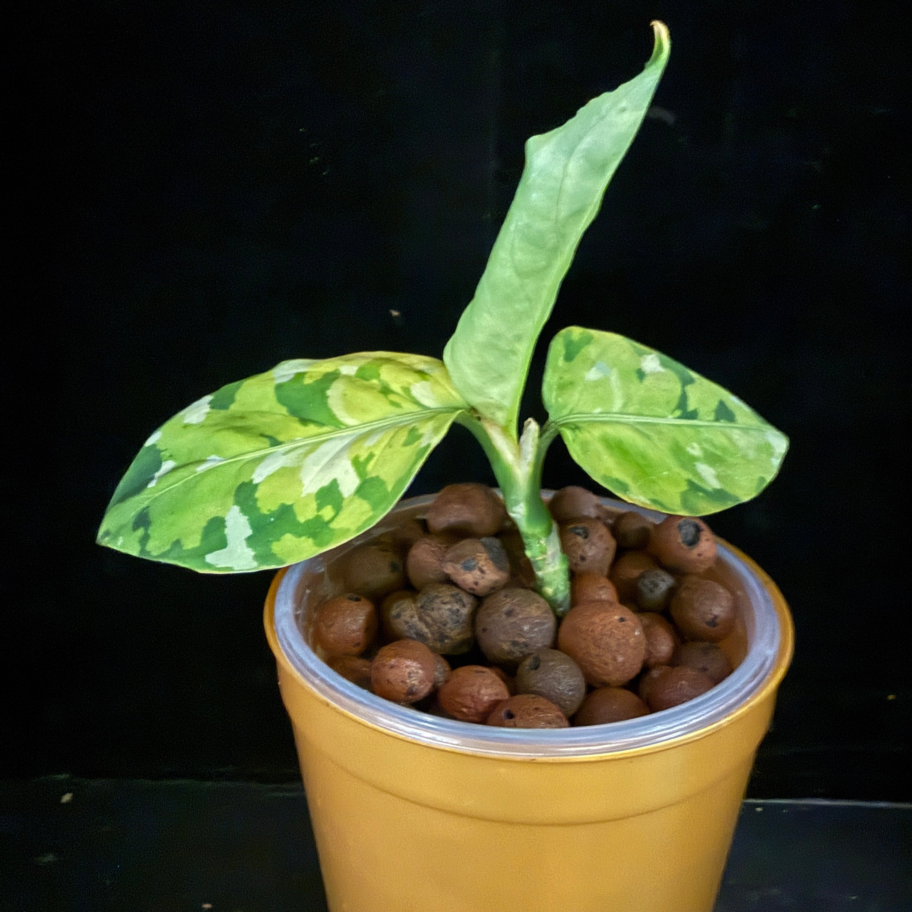 Aglaonema Pictum ‘Tricolor’ in LECA