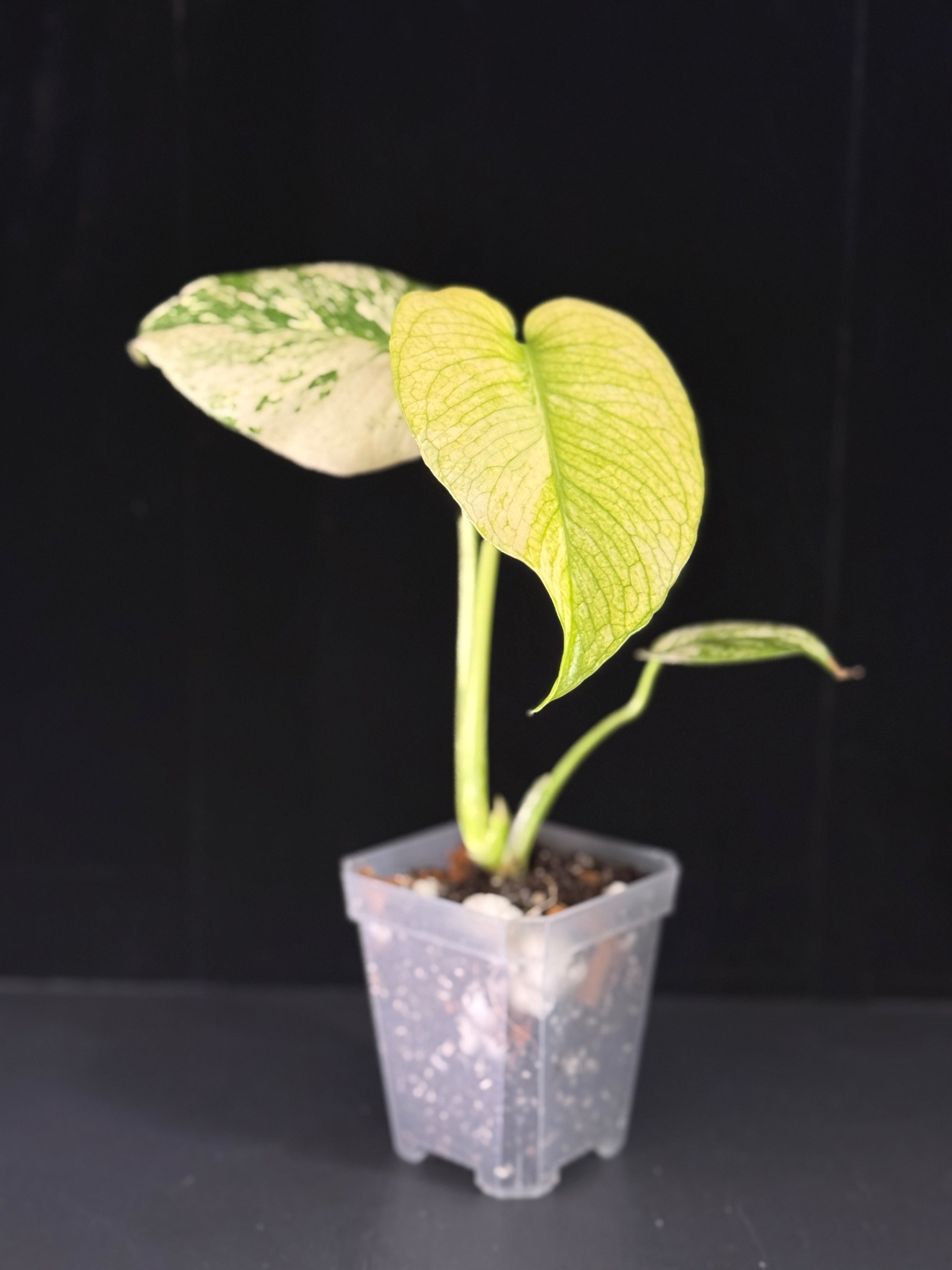 Monstera White Monster