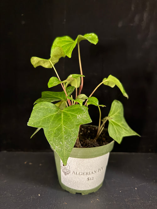Algerian Ivy 4”