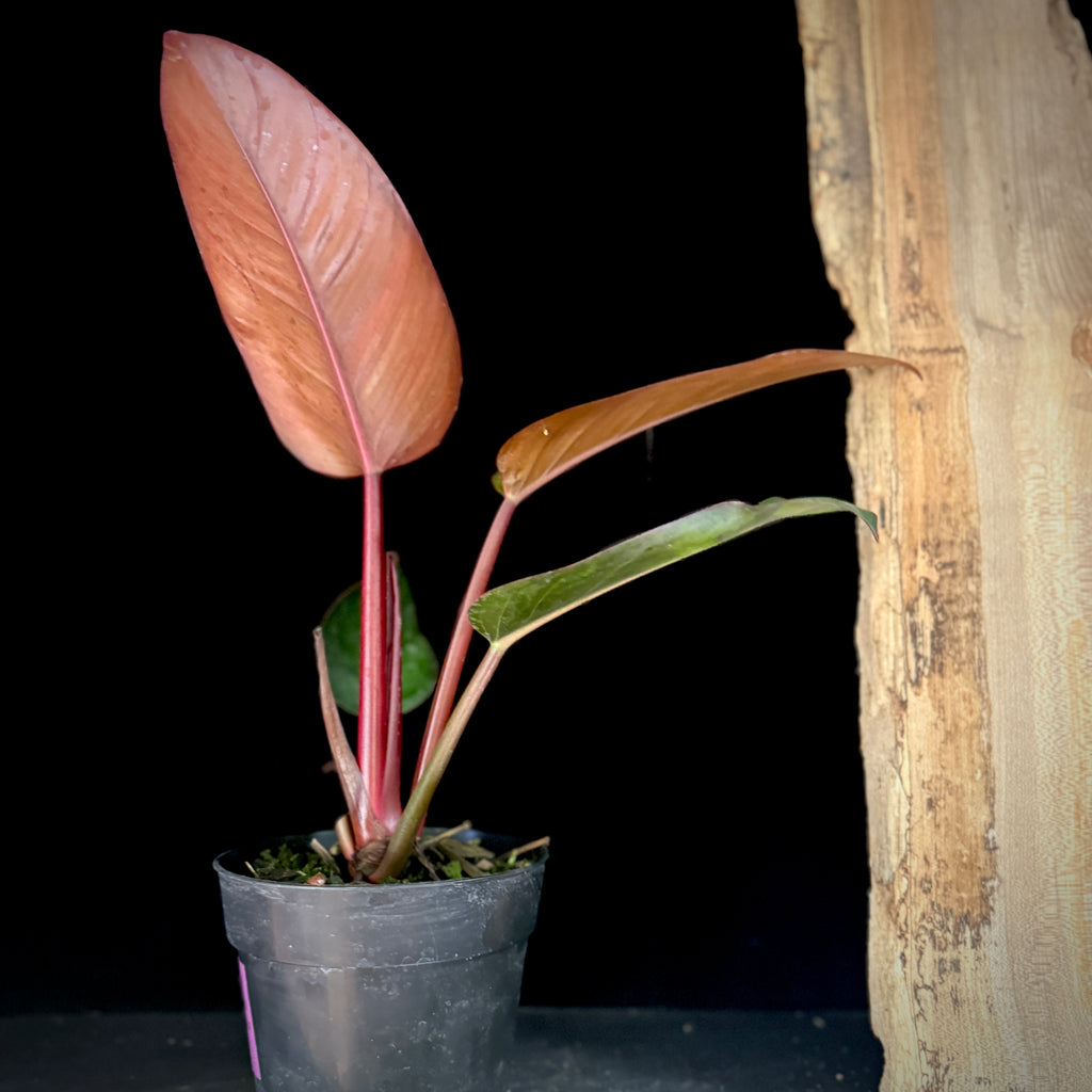Philodendron ‘Mutant Birkin’