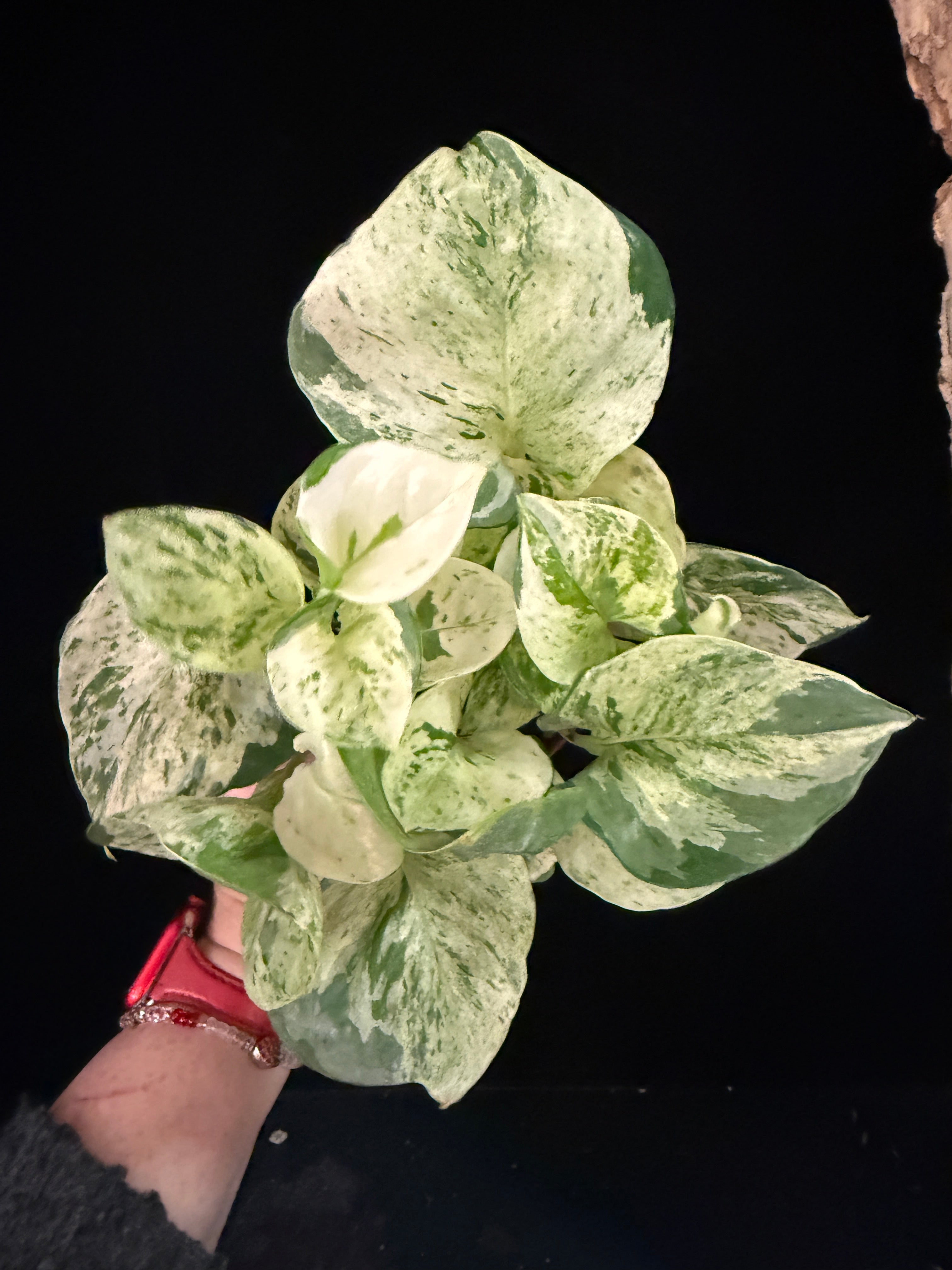 Epipremnum Aureum ‘Manjula Compacta’