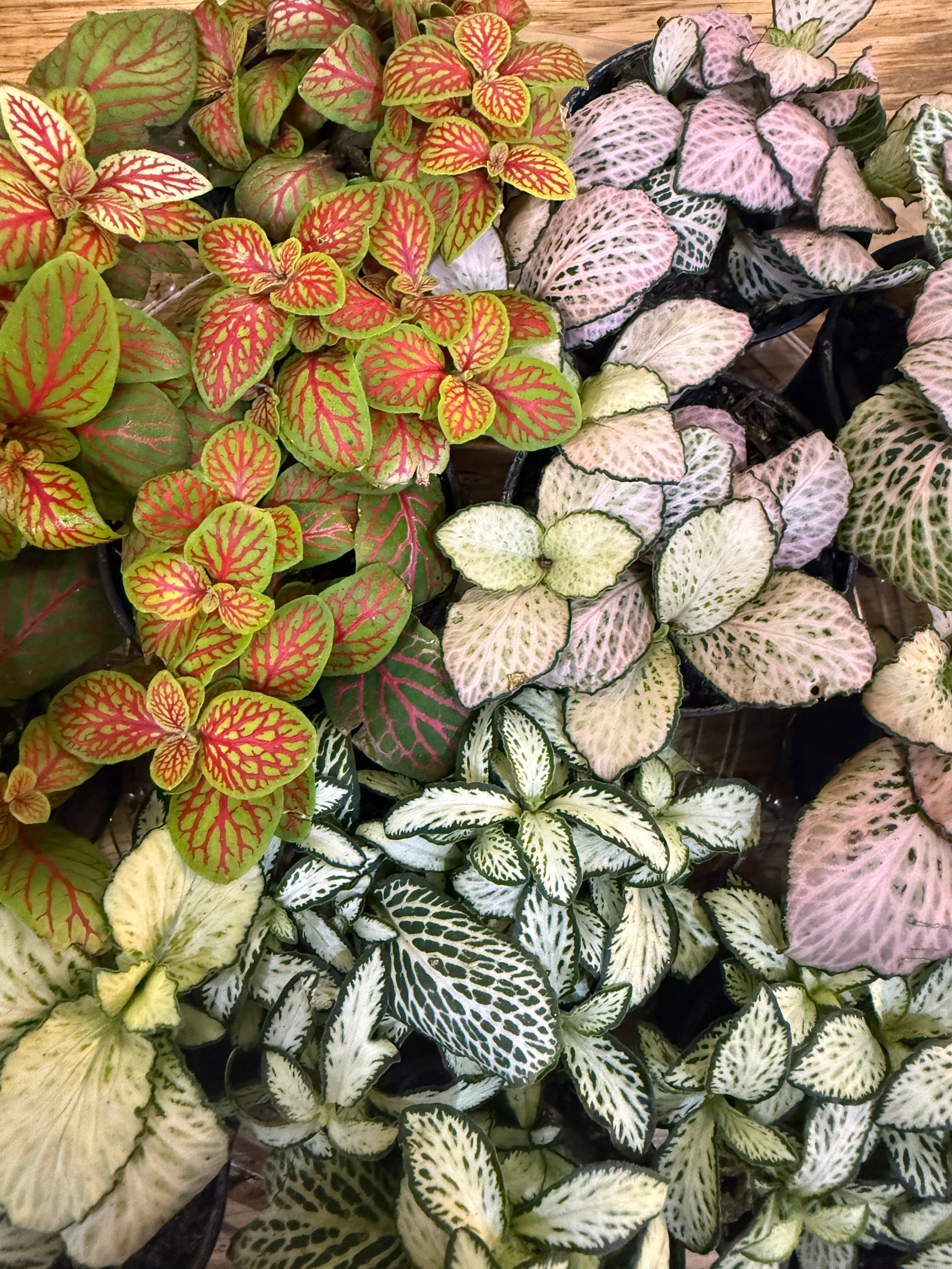 Fittonia