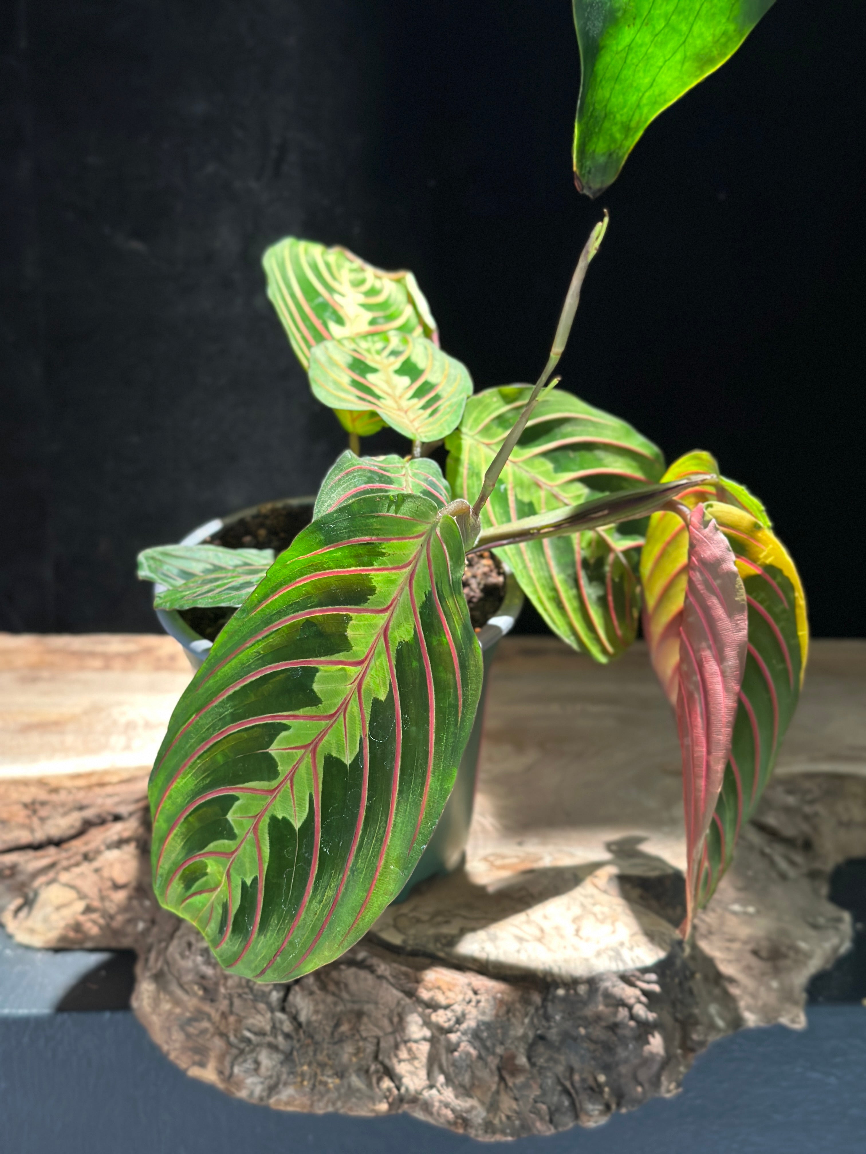 Maranta Red (Red Prayer Plant)