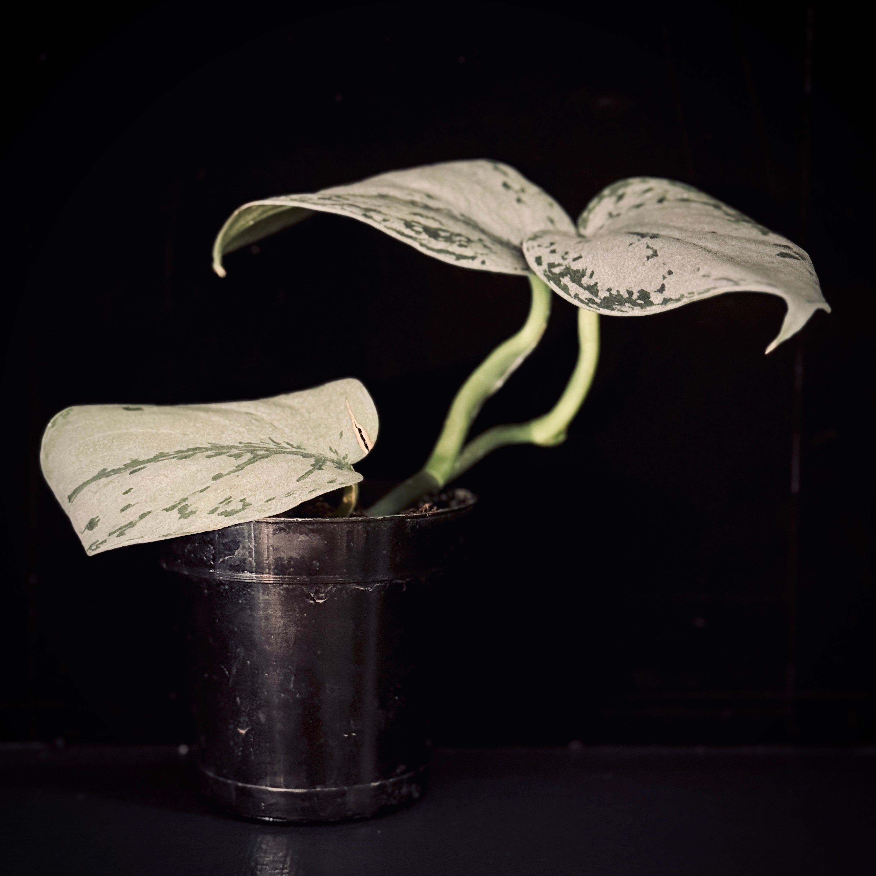 Scindapsus Silver Sierra