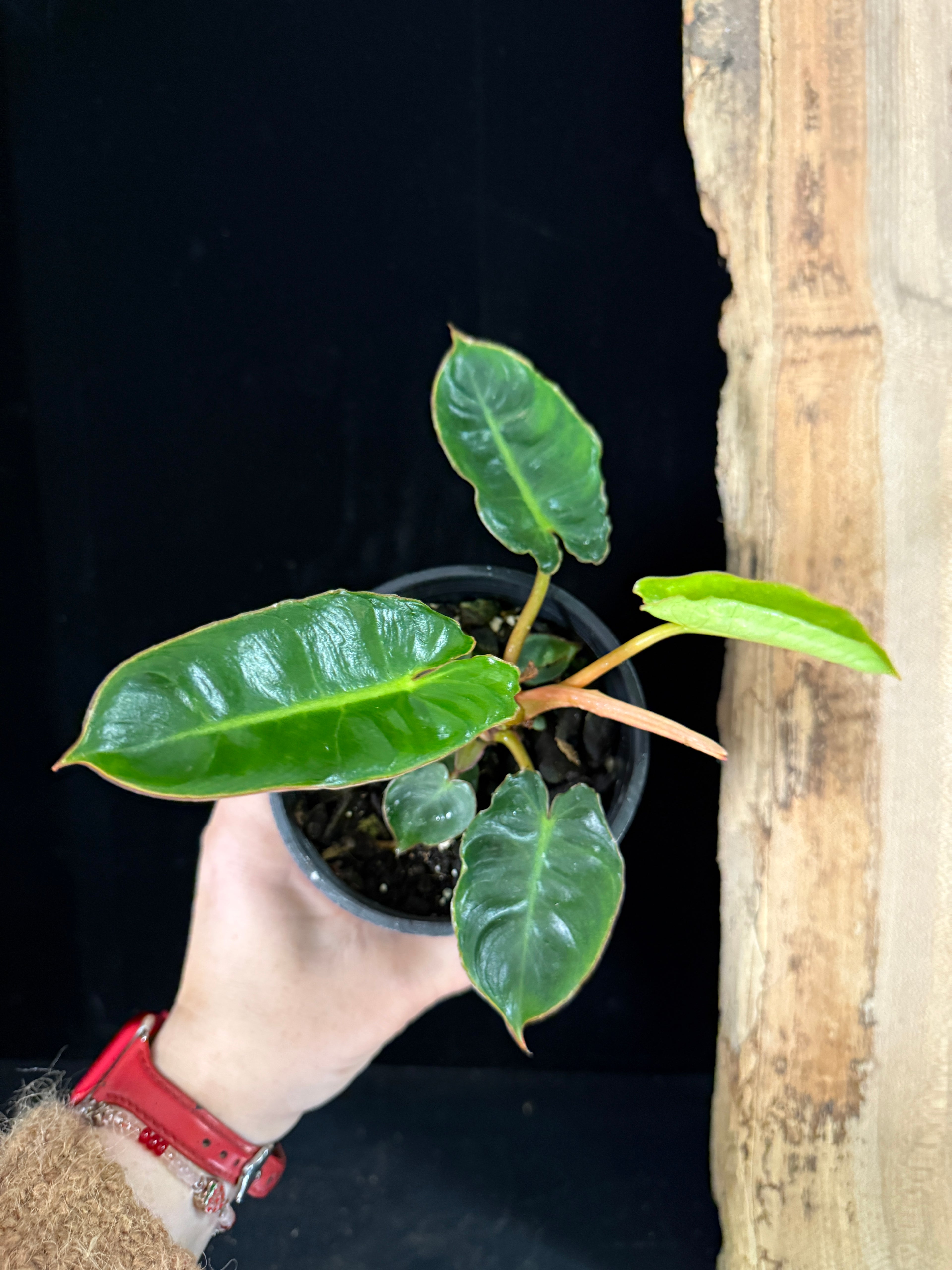 Philodendron Billietiae