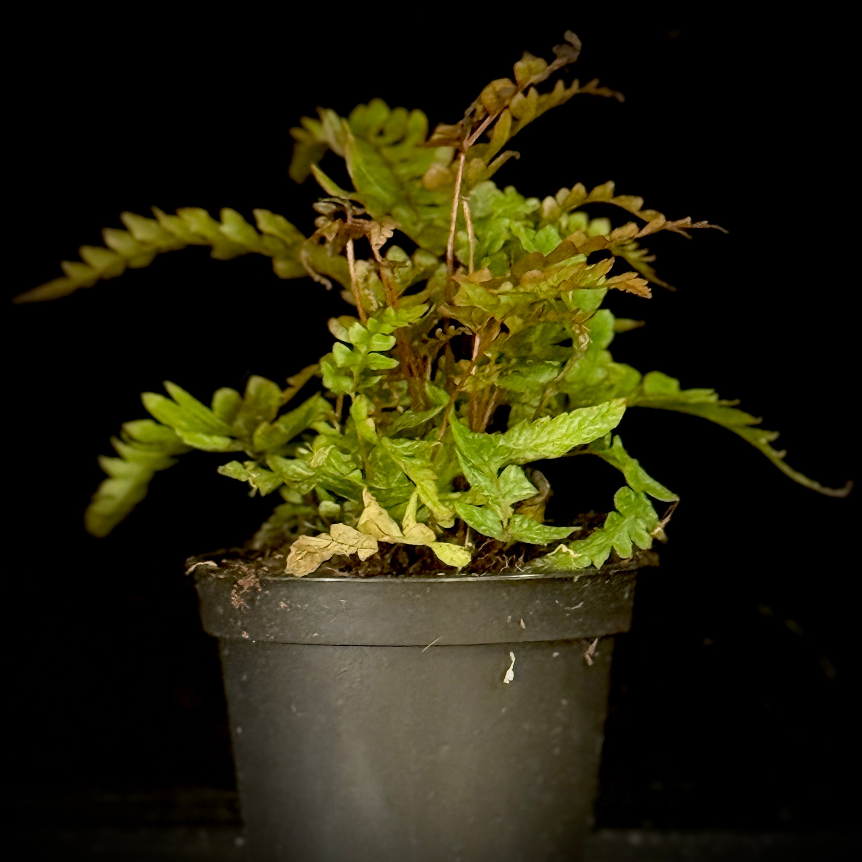 Dryopteris erythrosora ‘Autumn Fern’