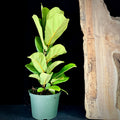 Ficus lyrata (Fiddle Leaf Fig)