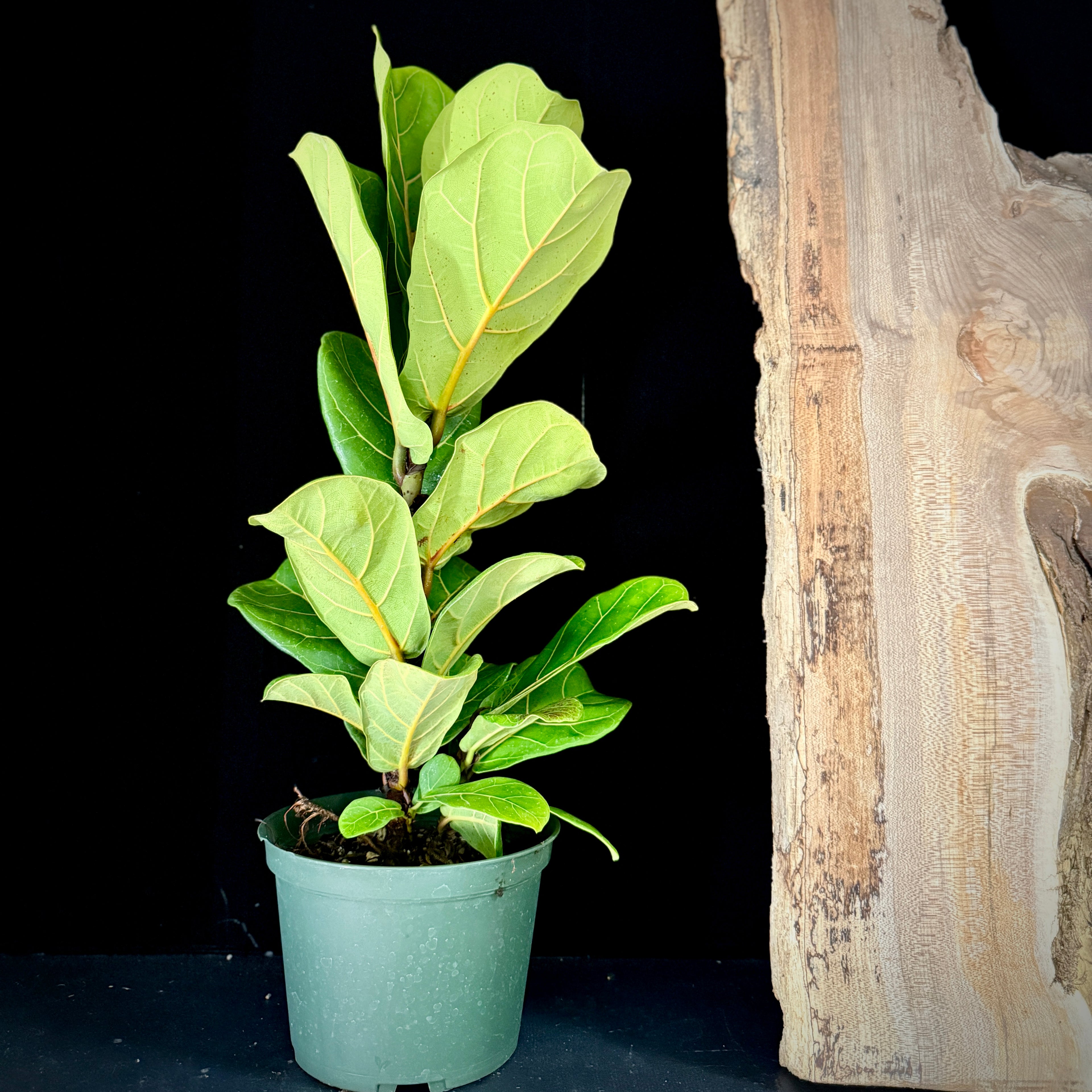 Ficus lyrata (Fiddle Leaf Fig)