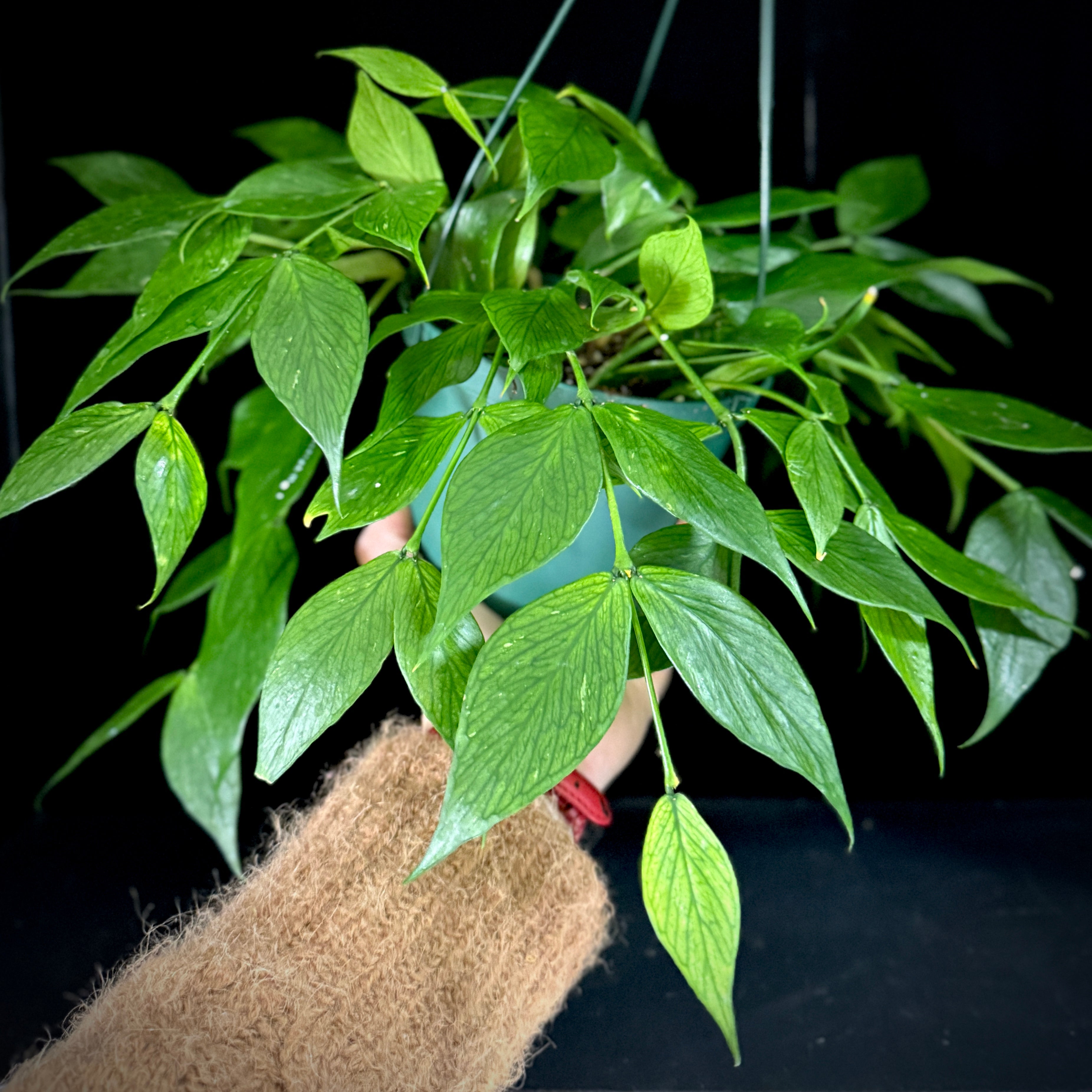 Hoya polyneura 6” Hanging Basket