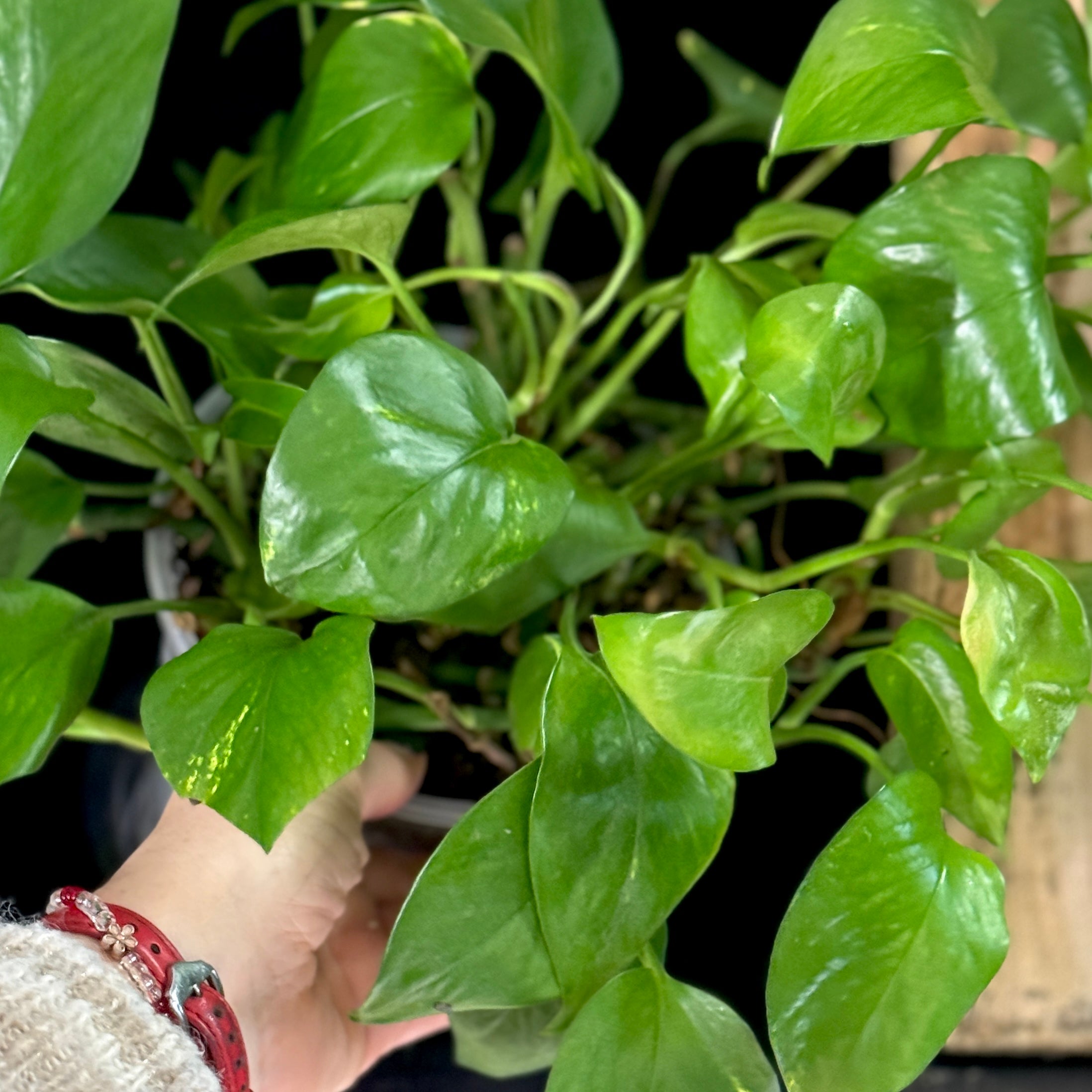 Epipremnum aureus ‘Golden Pothos’