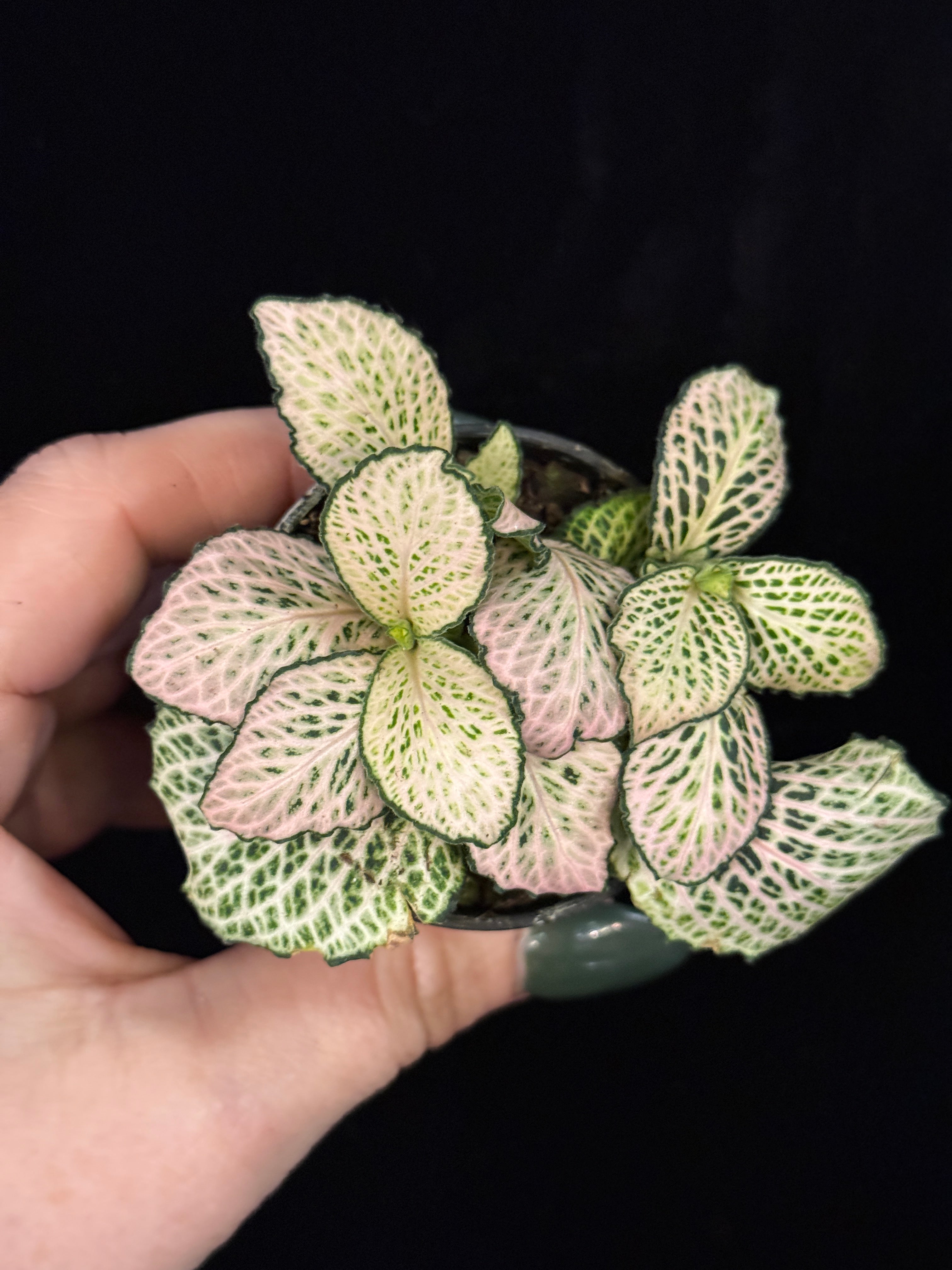 Fittonia